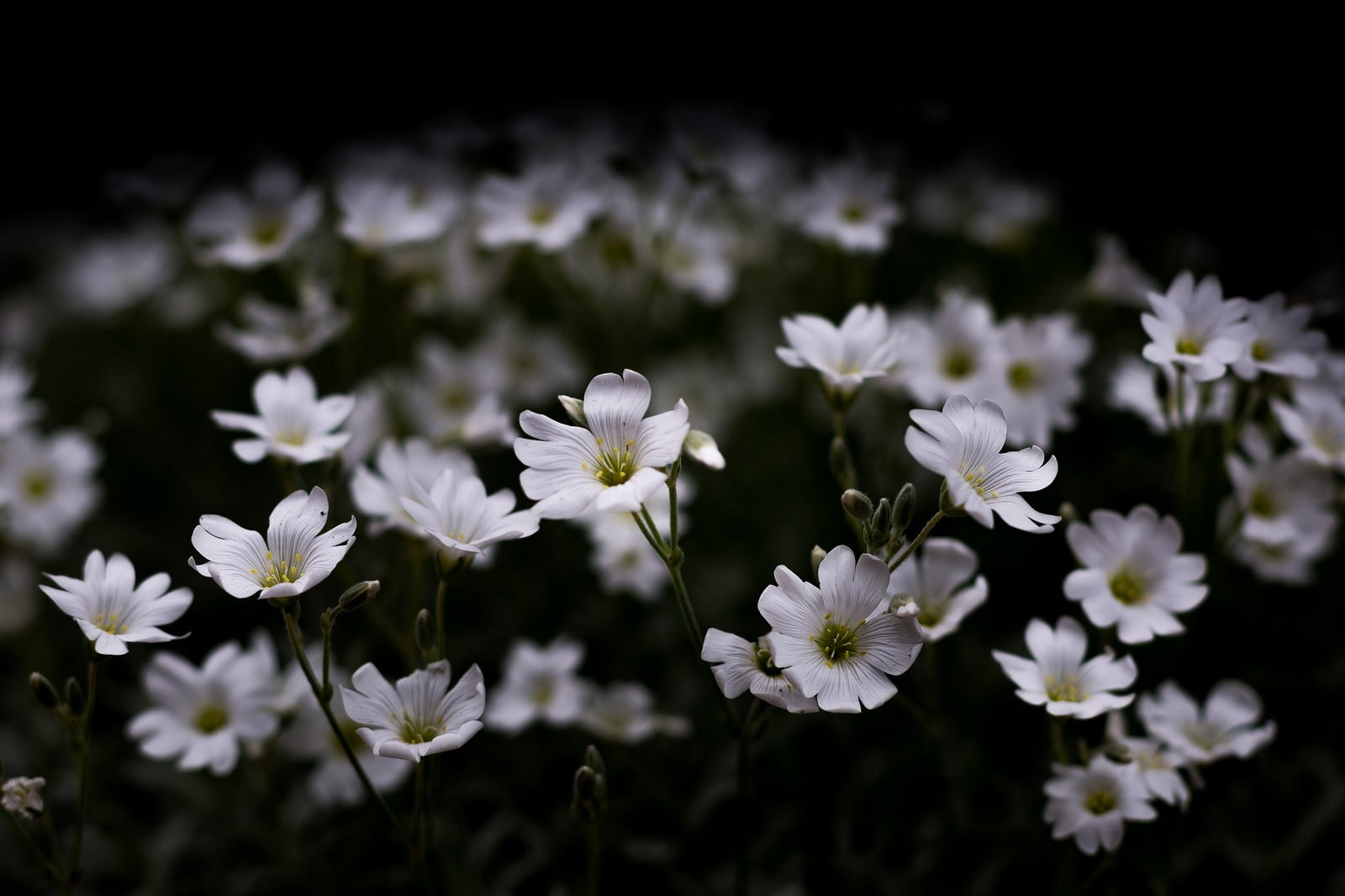 nature, White Flowers, Lights, Dark, photography, macro, flowers, Artificial, 720P, HD Wallpaper
