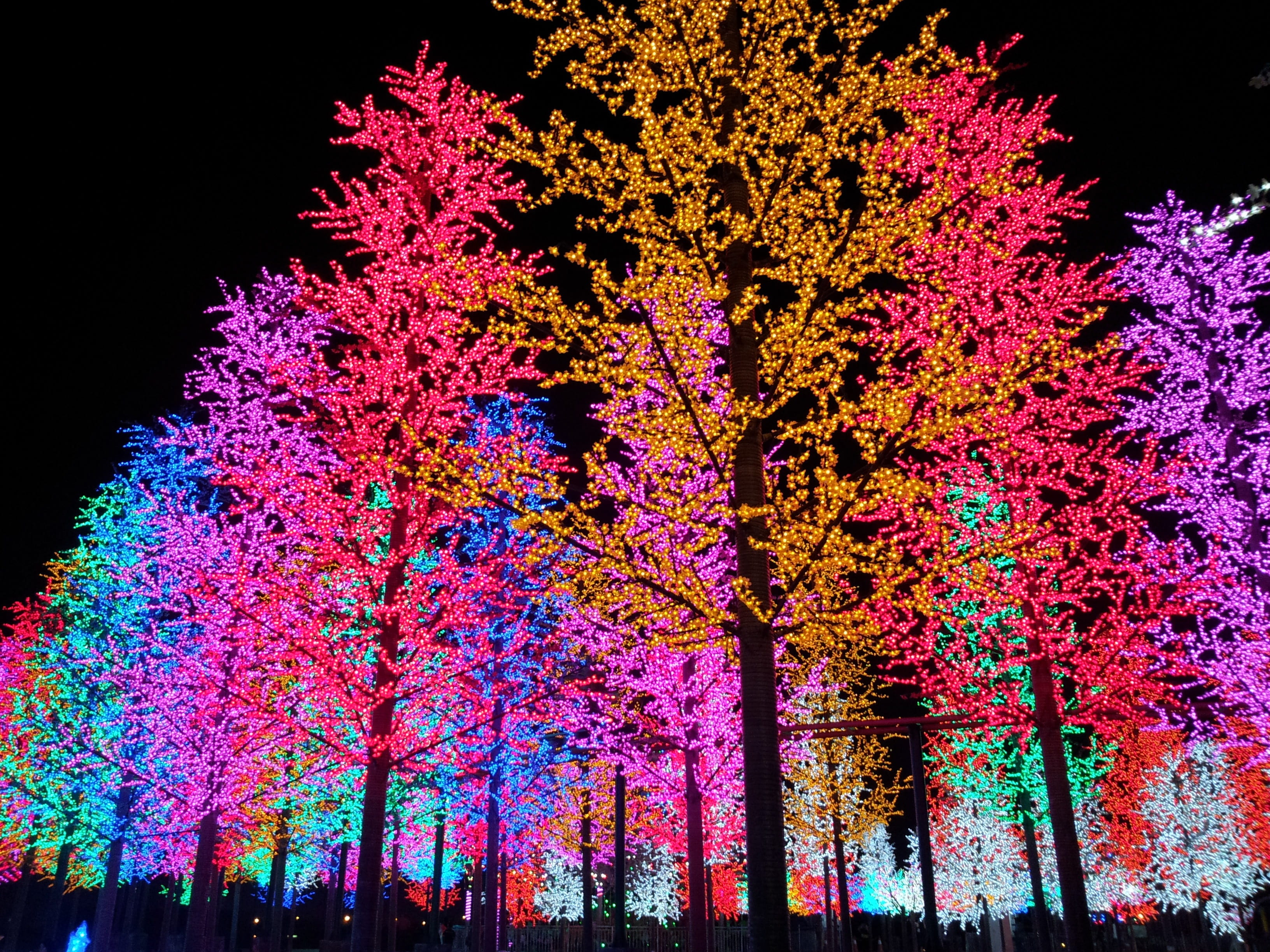 beauty in nature, change, plant, lighting equipment, 2K, decoration, light, branch, tree, no people, outdoors, low angle view, growth, nature, colorful, HD Wallpaper