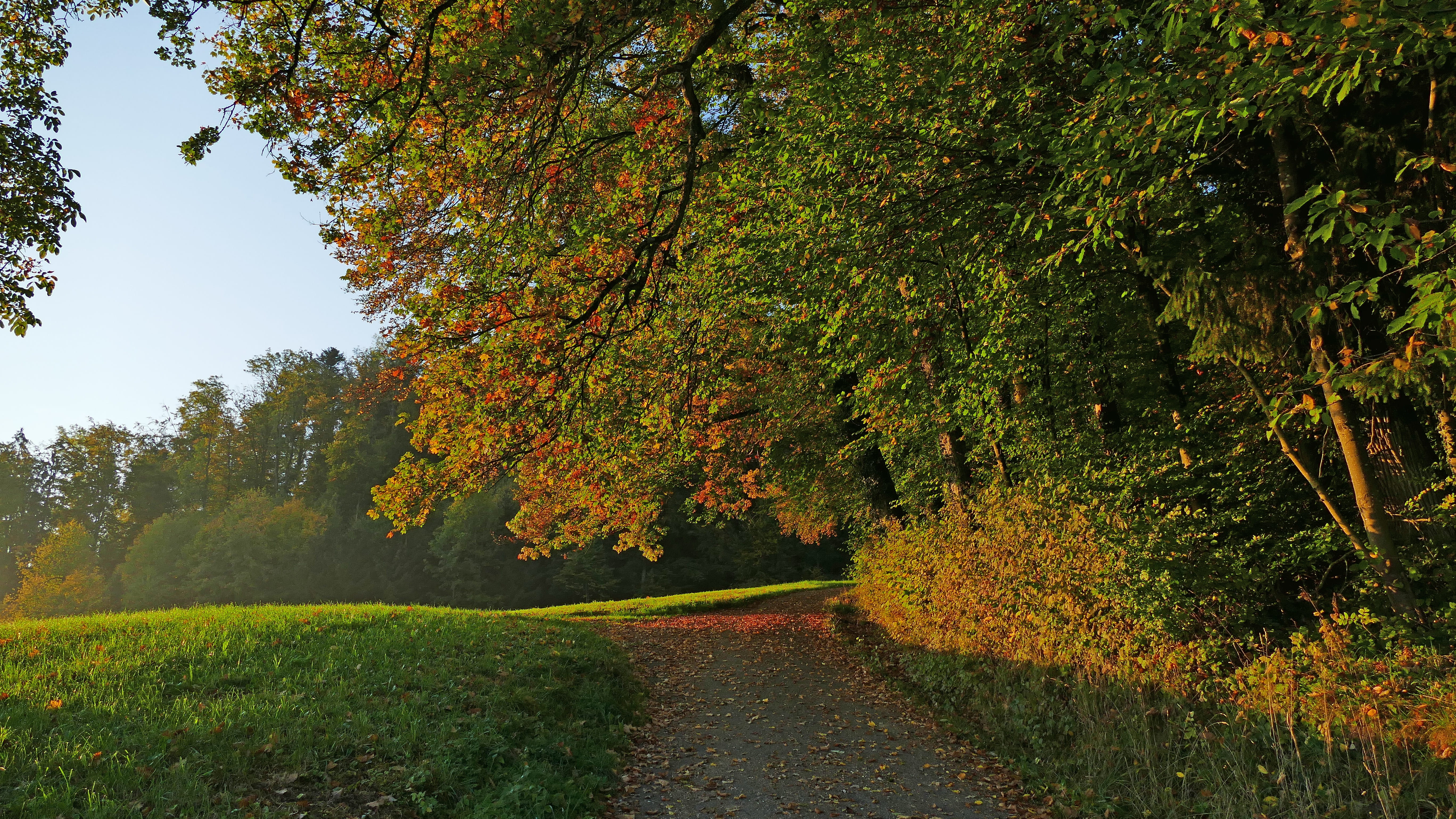 romantic, recovery, day, outdoors, road, grass, growth, change, the way forward, non-urban scene, forest, sun, no people, bushes, autumn collection, tranquil scene, HD Wallpaper