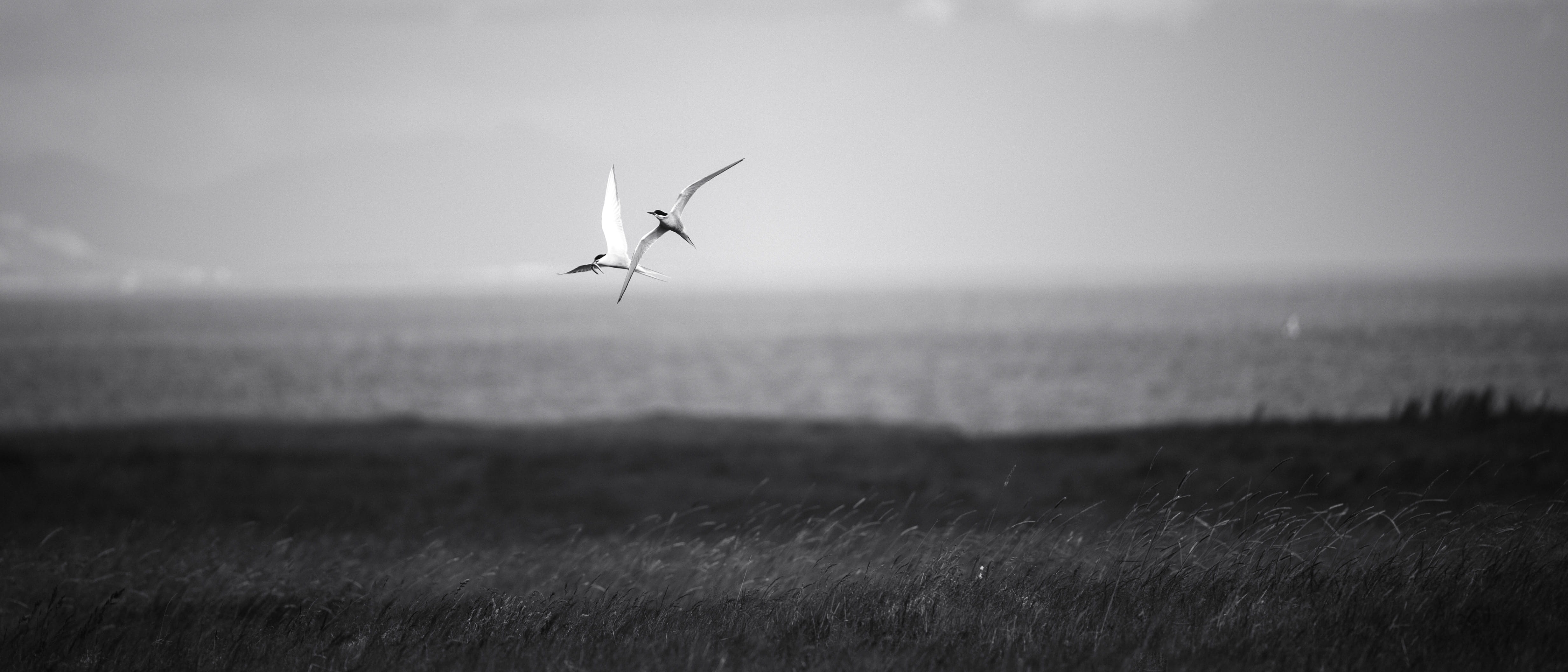 4K, one animal, beauty in nature, water, field, horizon over water, iceland, vertebrate, land, sky, animal, scenics - nature, no people, birds, sea, outdoors, HD Wallpaper