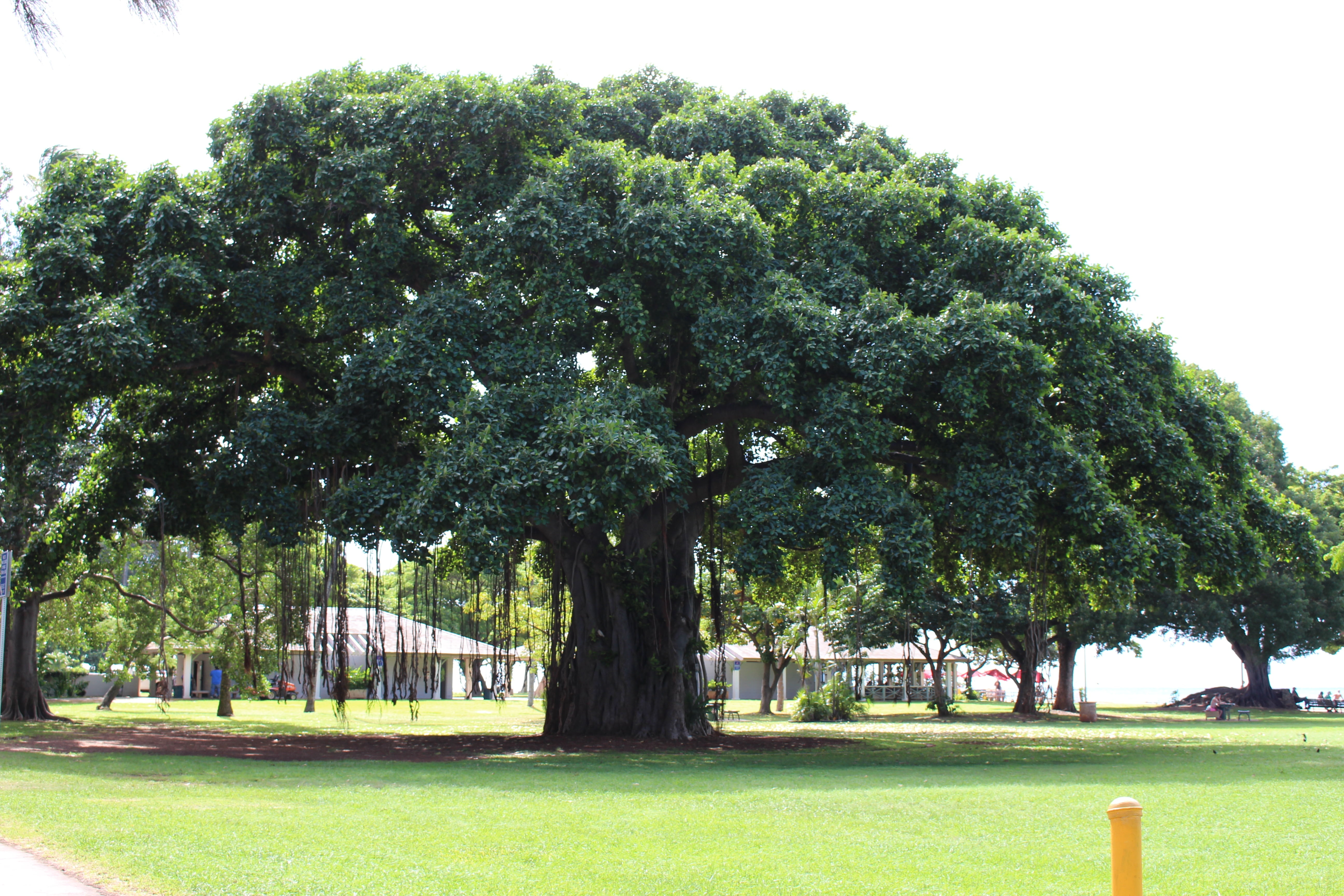 no people, 5K, tranquility, tree, land, day, green color, wind, breeze, park - man made space, wood, summer, big tree, landscape, grass, leaf, outdoors, HD Wallpaper