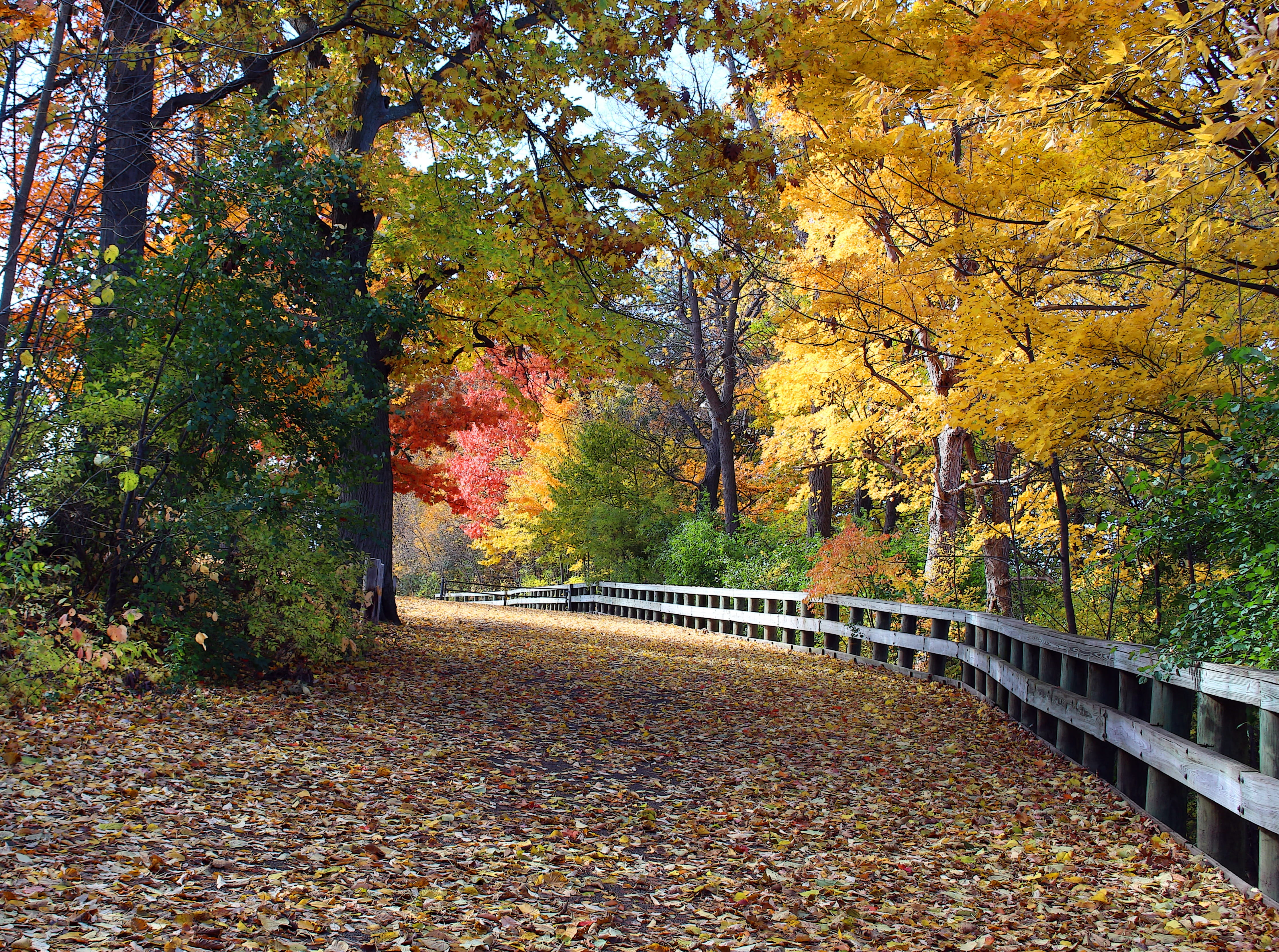 fall, leaves, telulah park, growth, valley, scenic, autumn collection, outdoors, tranquility, branch, colorful, park, nature, natural condition, natural, HD Wallpaper