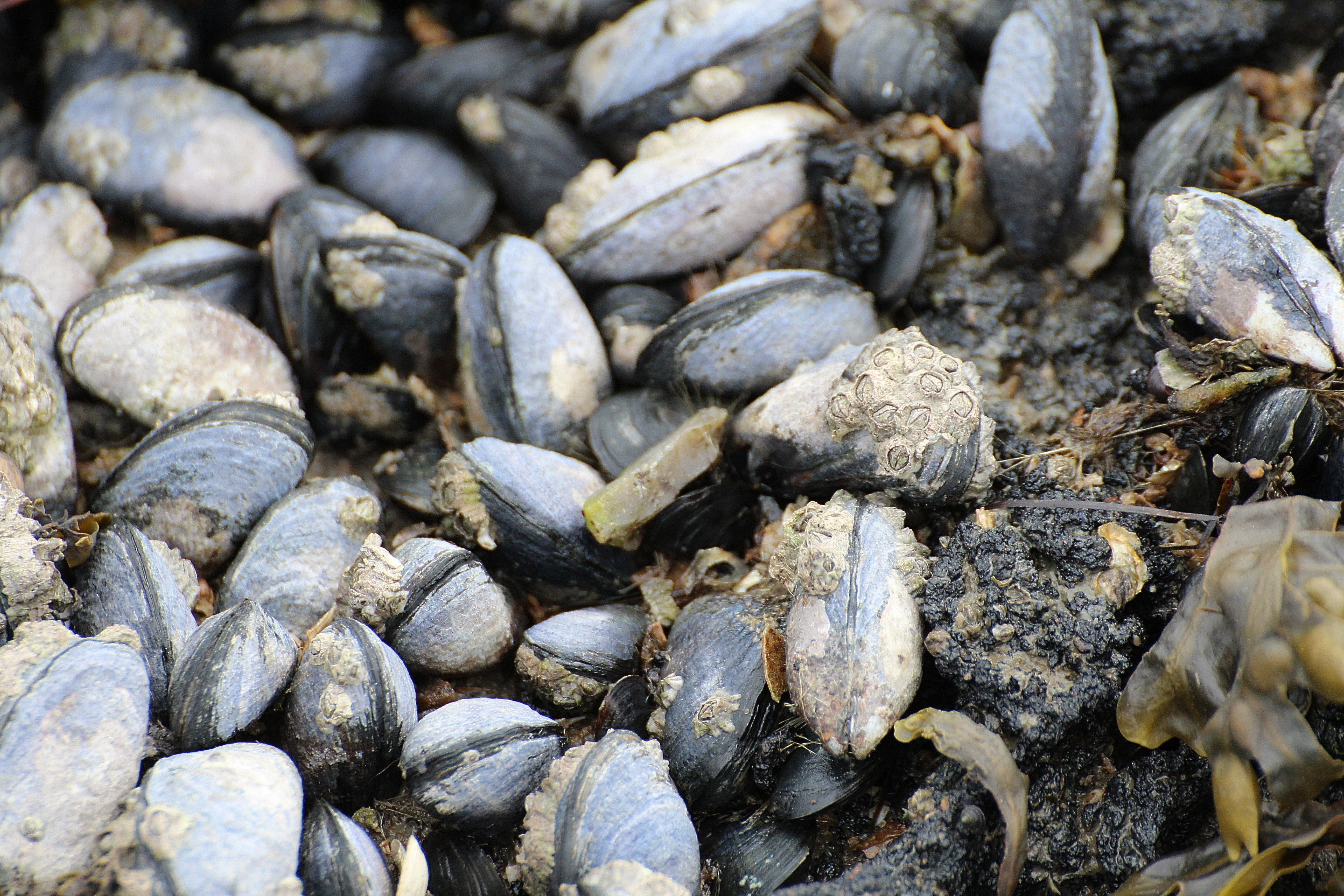 mussels, freshness, full frame, animal wildlife, animals in the wild, backgrounds, food, focus on foreground, beach, textured, barnacles, watt area, animal, HD Wallpaper