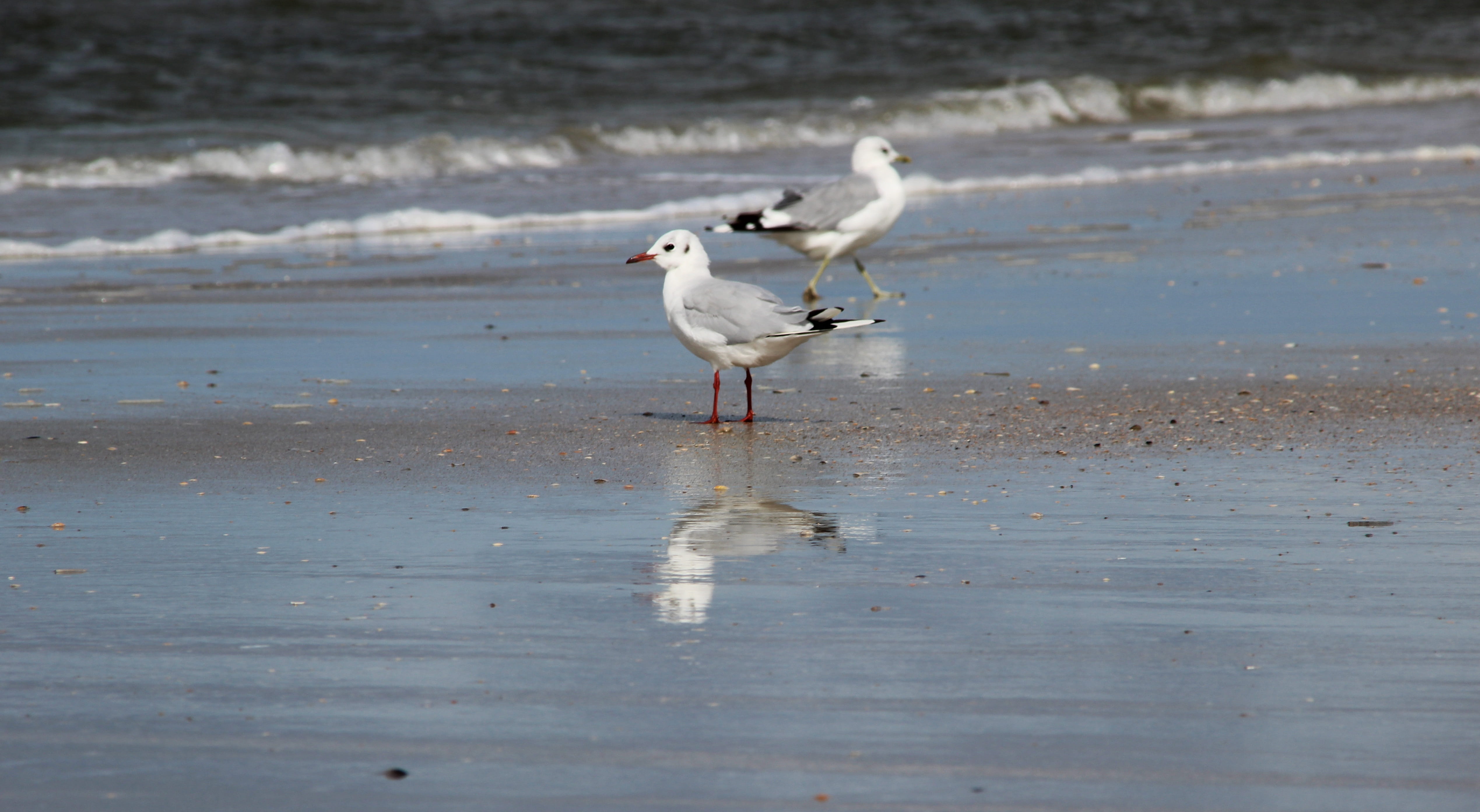 romo, north sea, no people, water, coast, denmark, animal themes, outdoors, summer, vacations, reflection, sea, one animal, nordfriesland, seagull, sport, HD Wallpaper