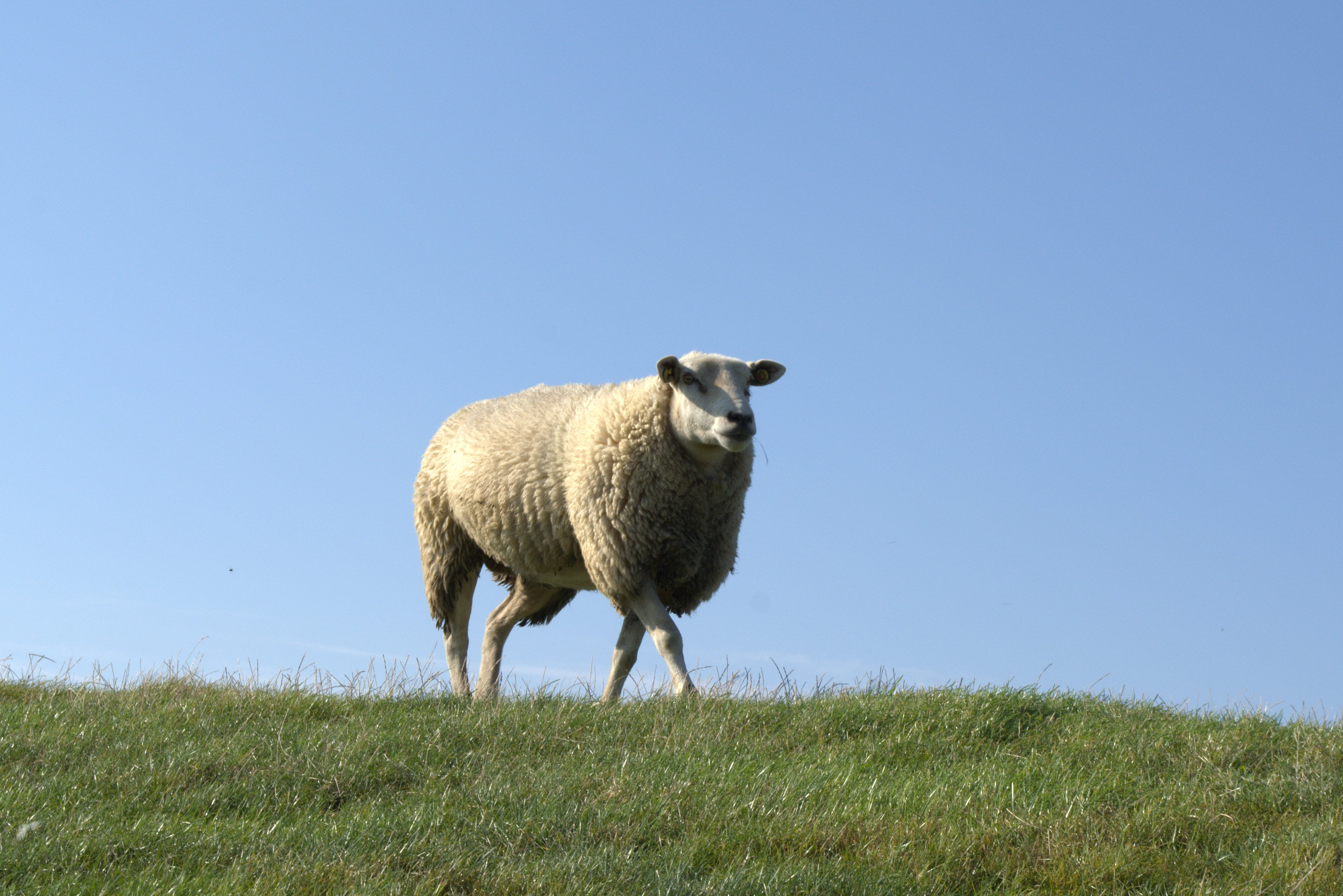 domestic animals, pets, nature, wool, deichschaf, rural Scene, copy space, land, sheep, dike, day, lamb, herbivorous, animal themes, pellworm, no people, HD Wallpaper