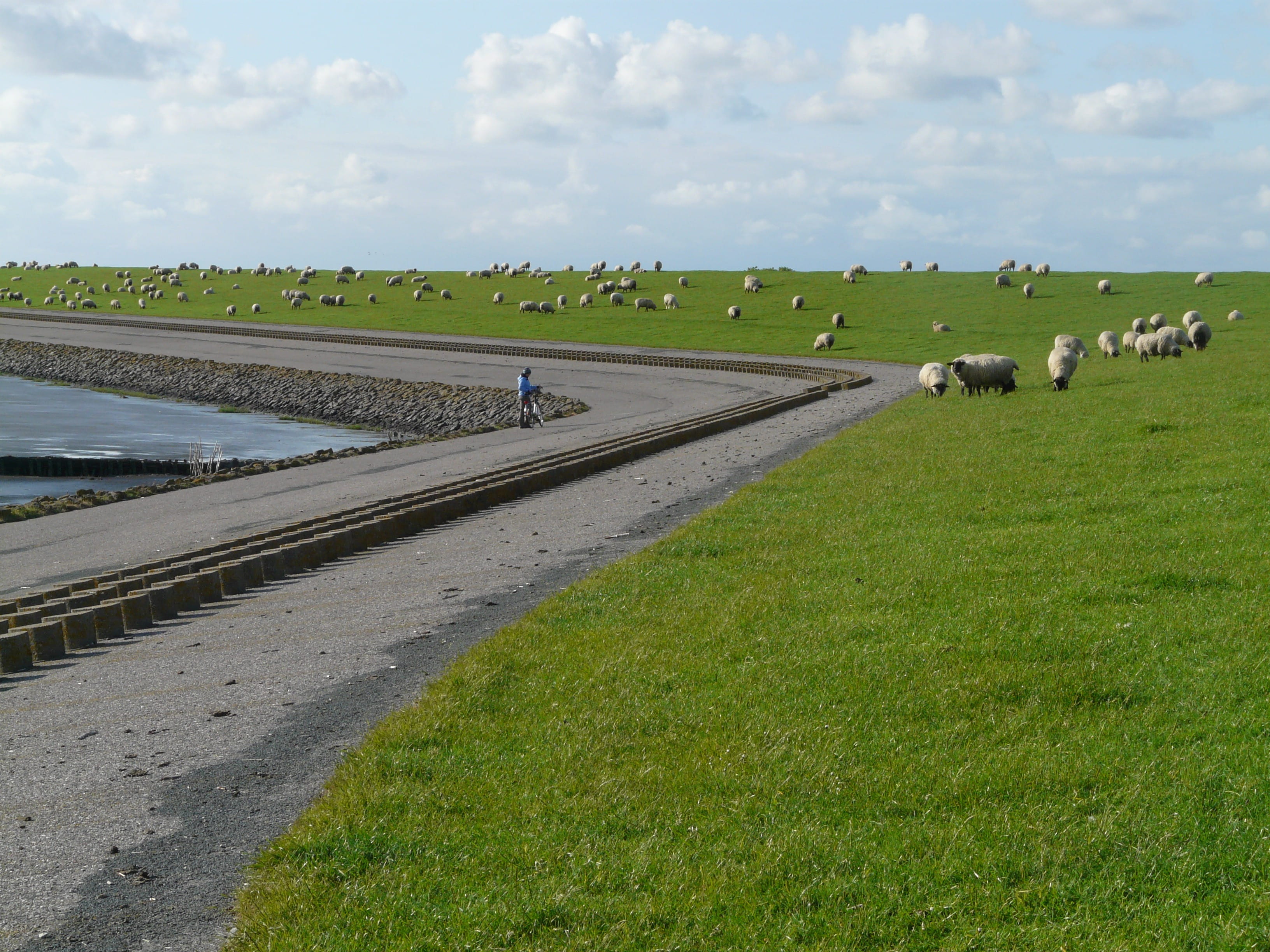 agriculture, group of animals, Dike, green color, road, sky, domestic animals, field, pets, outdoors, Road, farm, nordfriesland, idyll, mammal, nature, HD Wallpaper