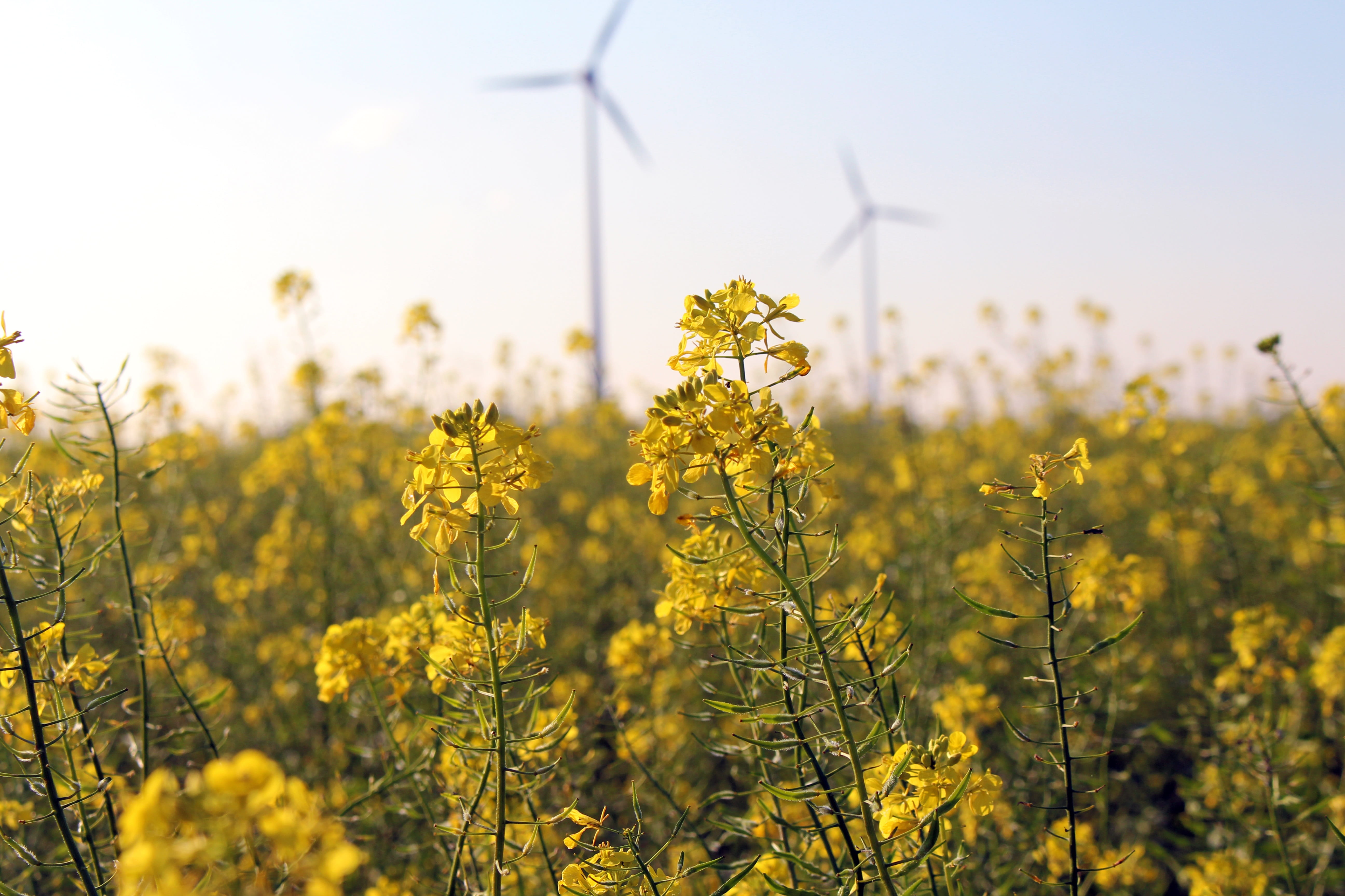 windräder, rural Scene, agriculture, crop, wind, wind Power, landscape, turbine, environment, day, flora, crops, renewable energy, environmental conservation, HD Wallpaper