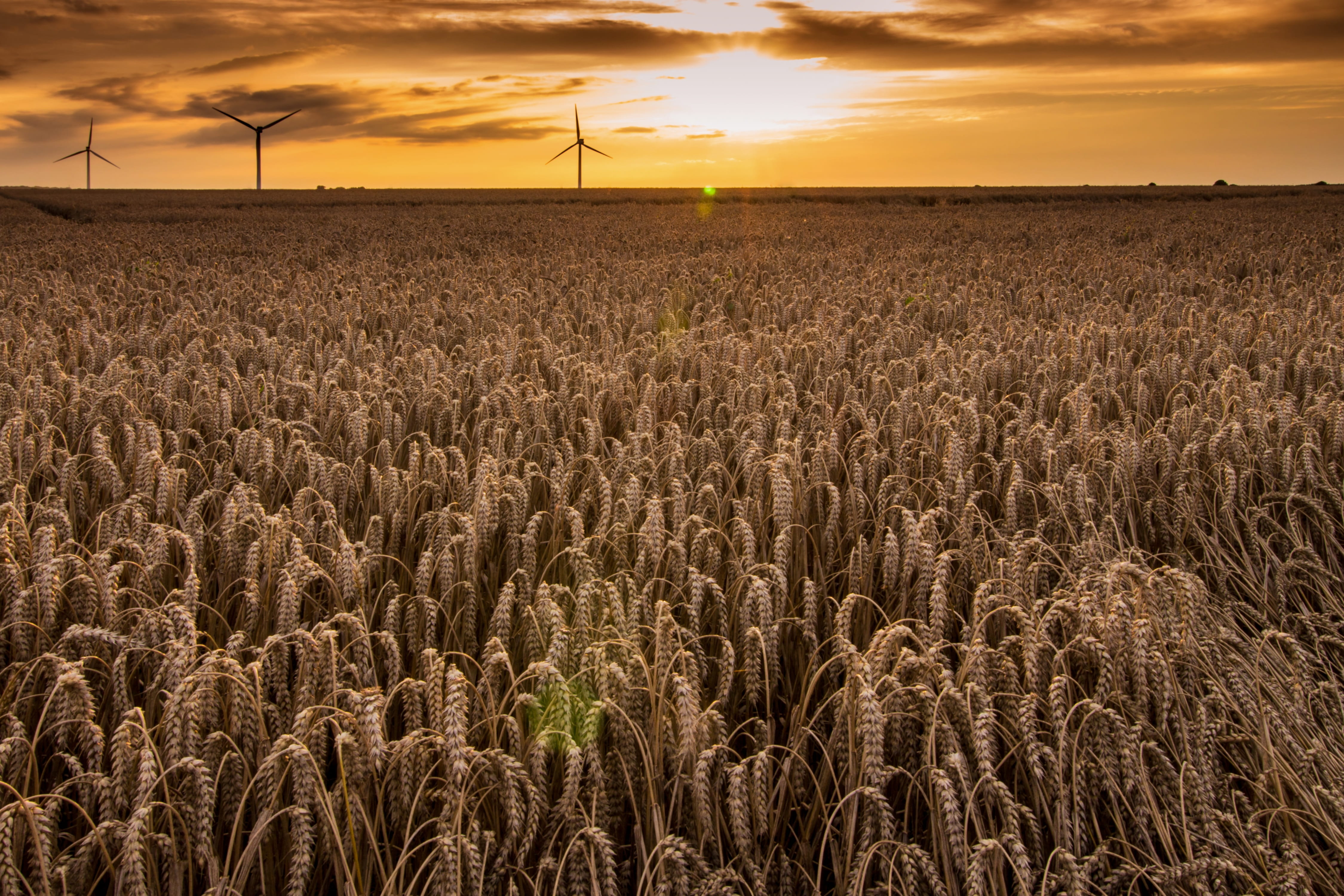 cloud - sky, no people, windräder, nature, cereal plant, rest, grain, wheat field, wind turbine, environment, land, fuel and power generation, agriculture, HD Wallpaper