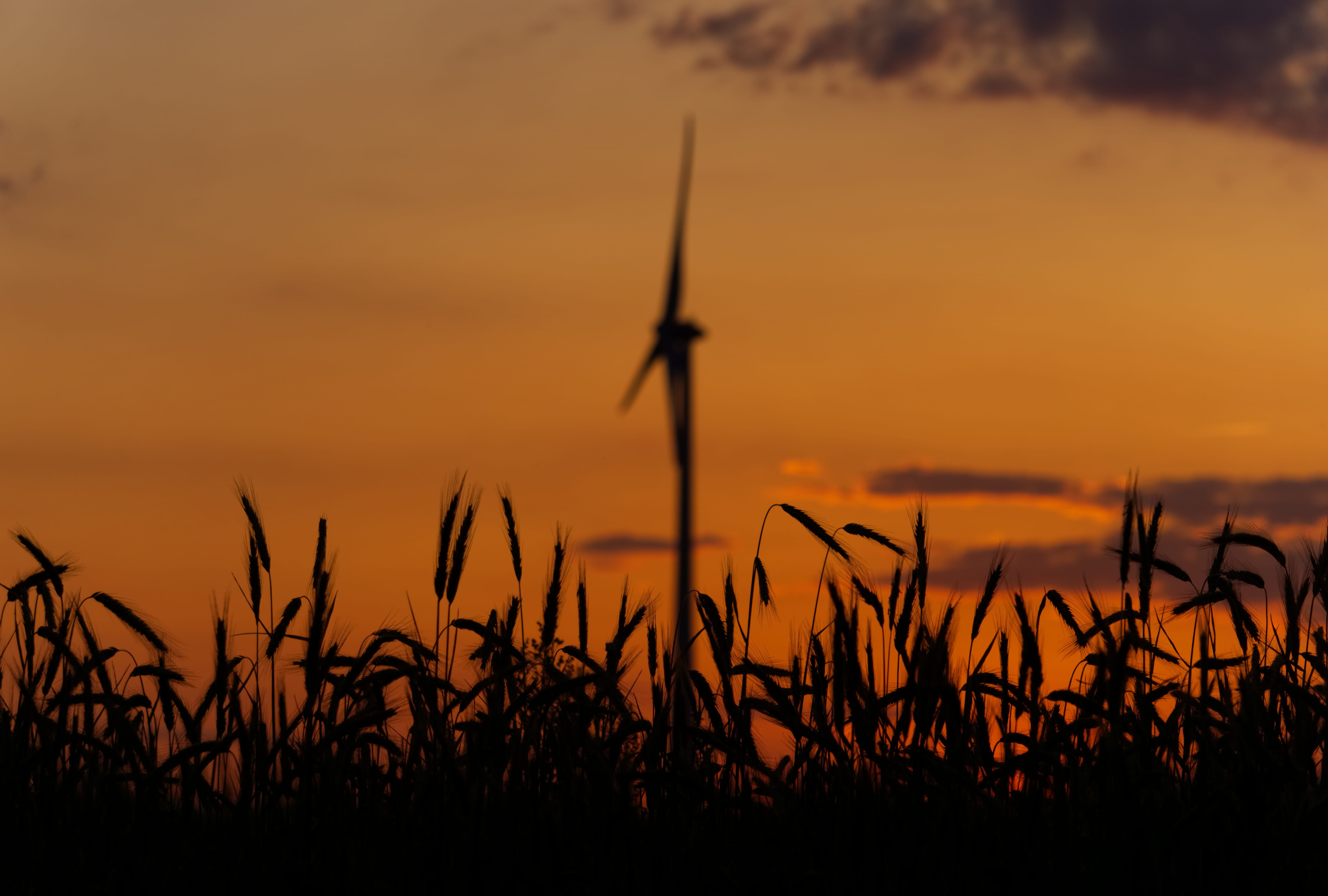 romantic sky, dark, 5K, environmental conservation, environment, cereals, environmental technology, twilight, land, food, grain, renewable energy, rotor blades, HD Wallpaper