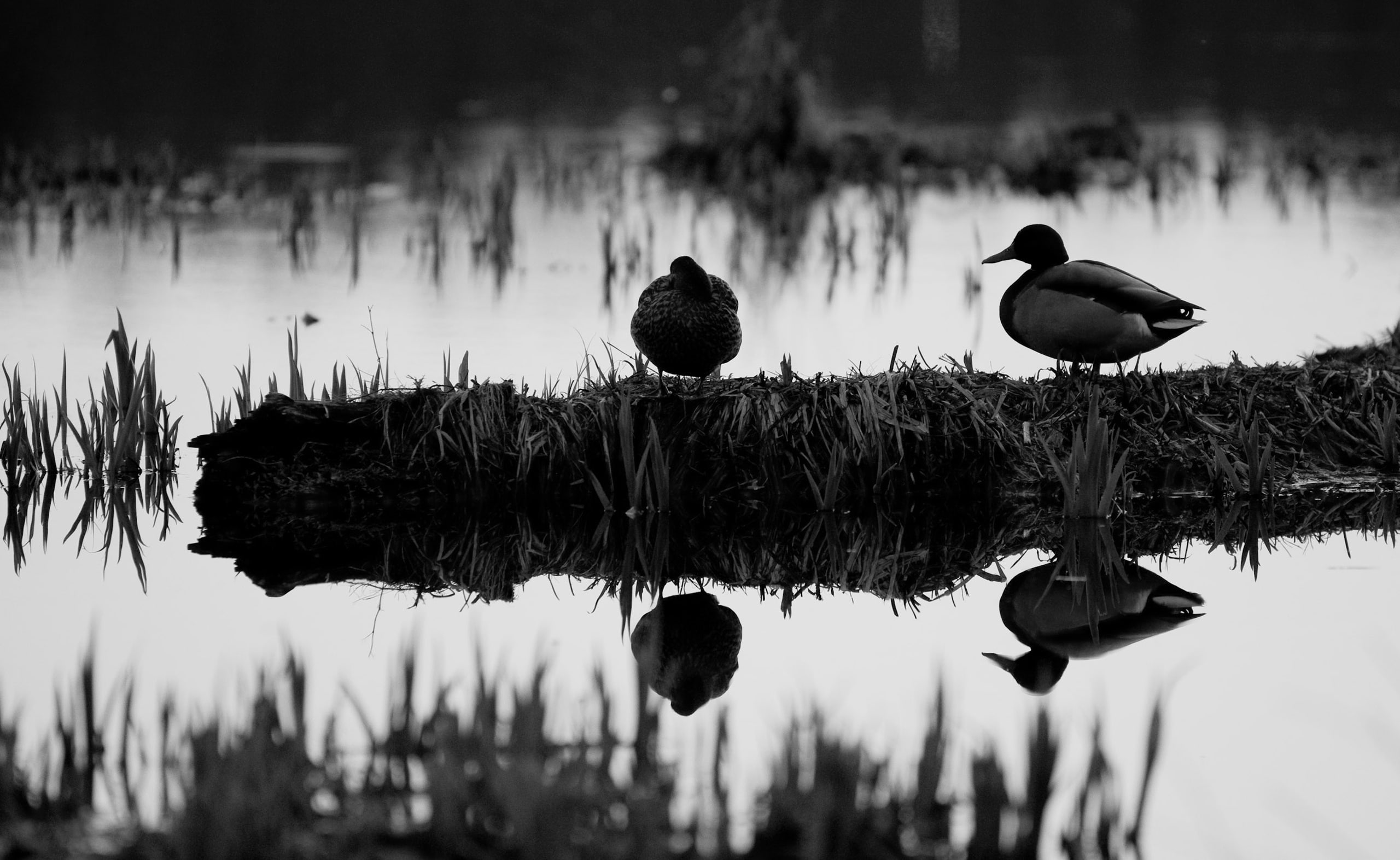 Settling, water, gray, animals in the wild, Ducks, 2K, duck, animal, lakeshore, Black and White, reflection, perching, Birds, Down, vertebrate, outdoors, HD Wallpaper