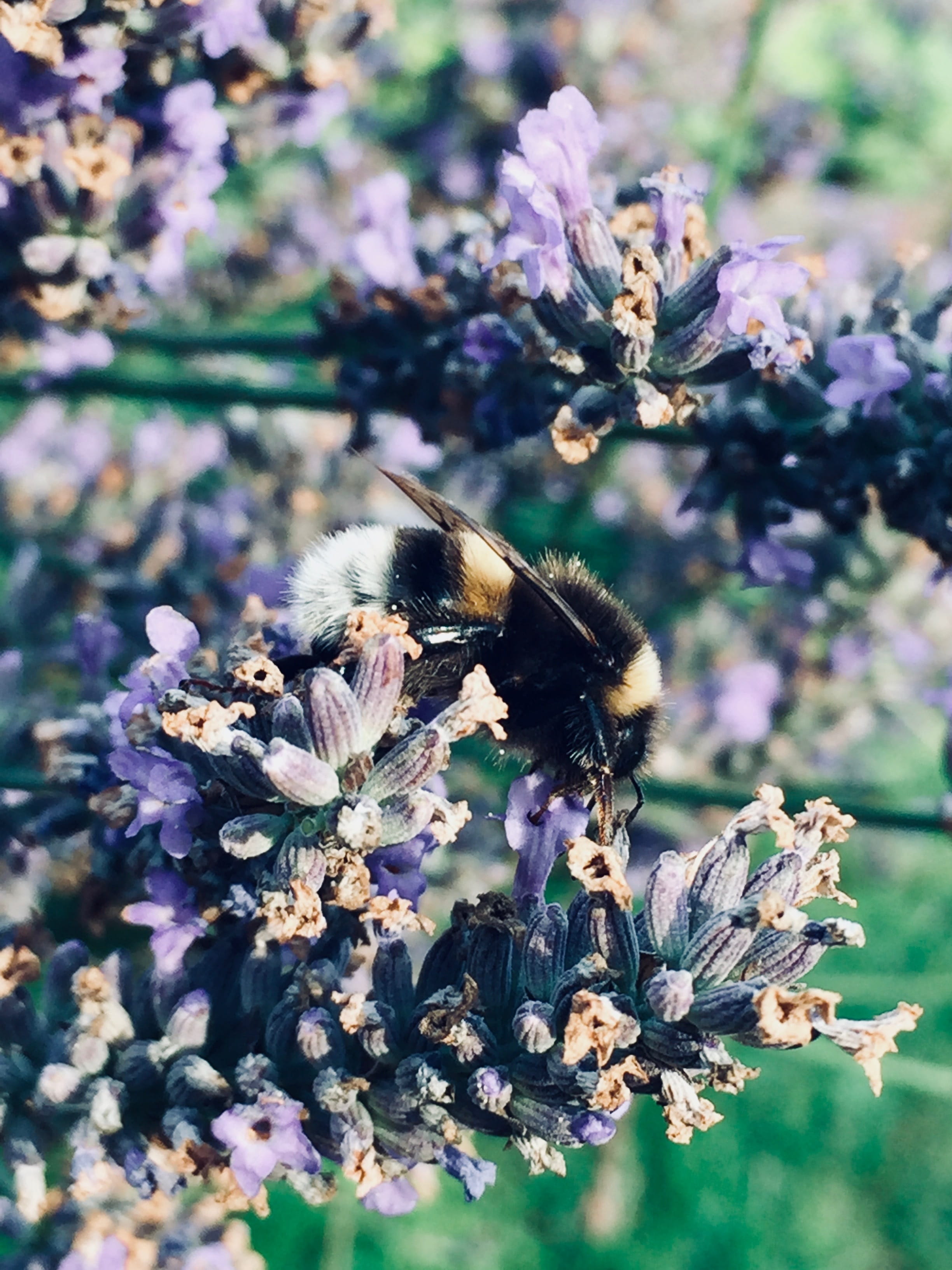 animal, day, lavender, selective focus, vulnerability, summer, garden, season, floral, freshness, hummel, no people, animal themes, bumblebee, animals in the wild, Phone HD Wallpaper