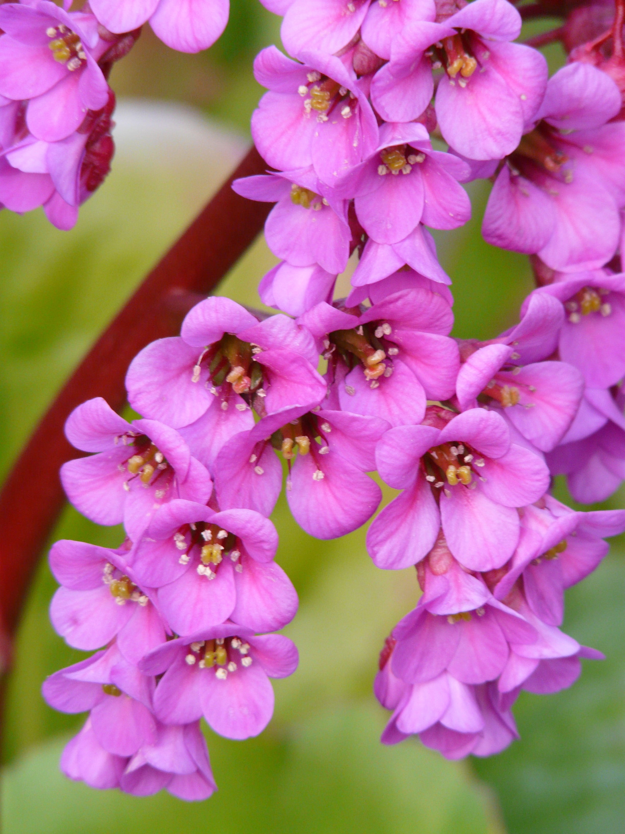 flower, settled wurz, pink, plant, bloom, petal, fragility, outdoors, growth, rock crushing plant, day, blossom, fauna, flower head, flowering plant, springtime, Phone HD Wallpaper