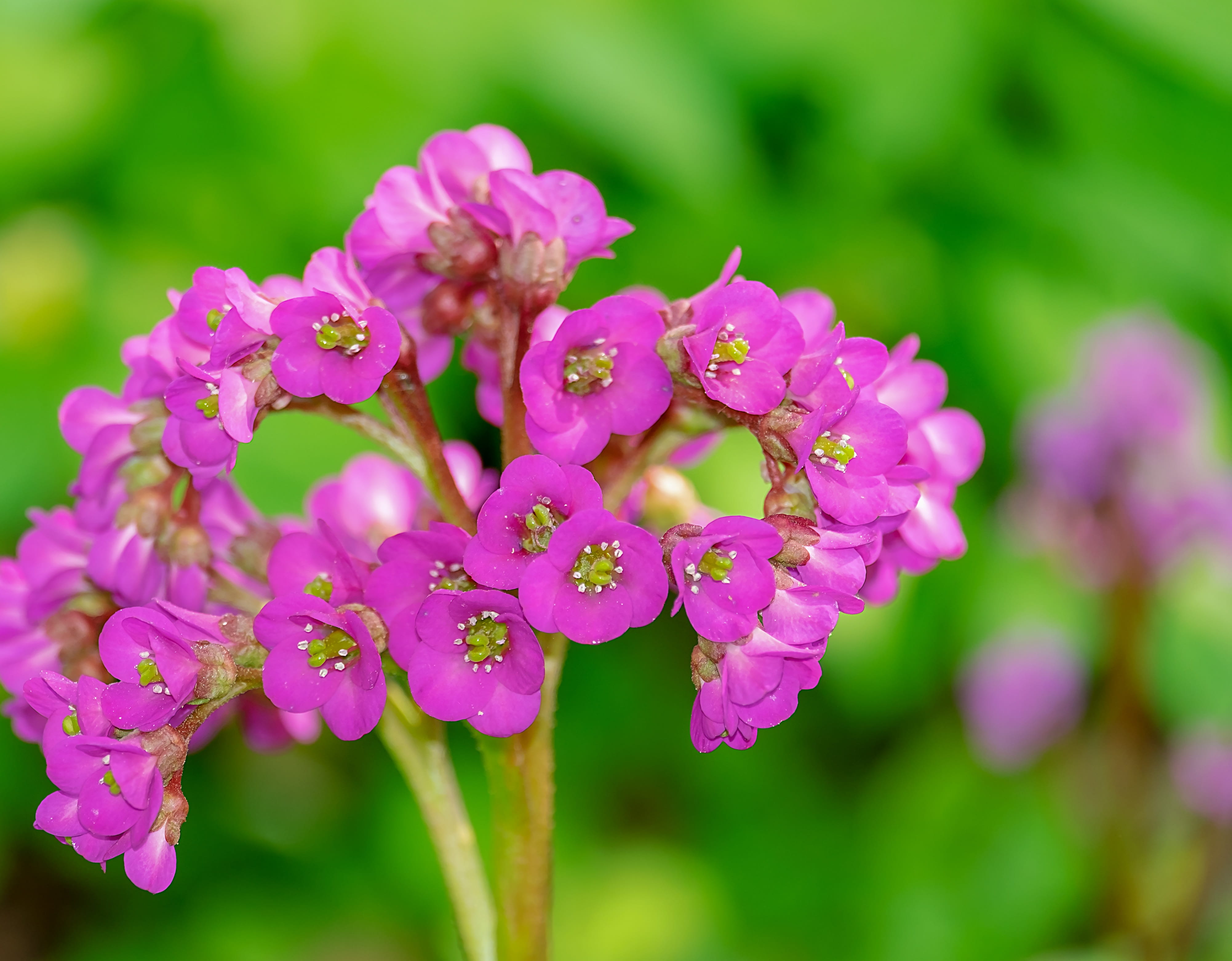 flowers, lilac, beauty in nature, blossom, photography, color, ornamental shrub, fauna, bergenia, 4K, focus on foreground, inflorescence, flowering plant, HD Wallpaper
