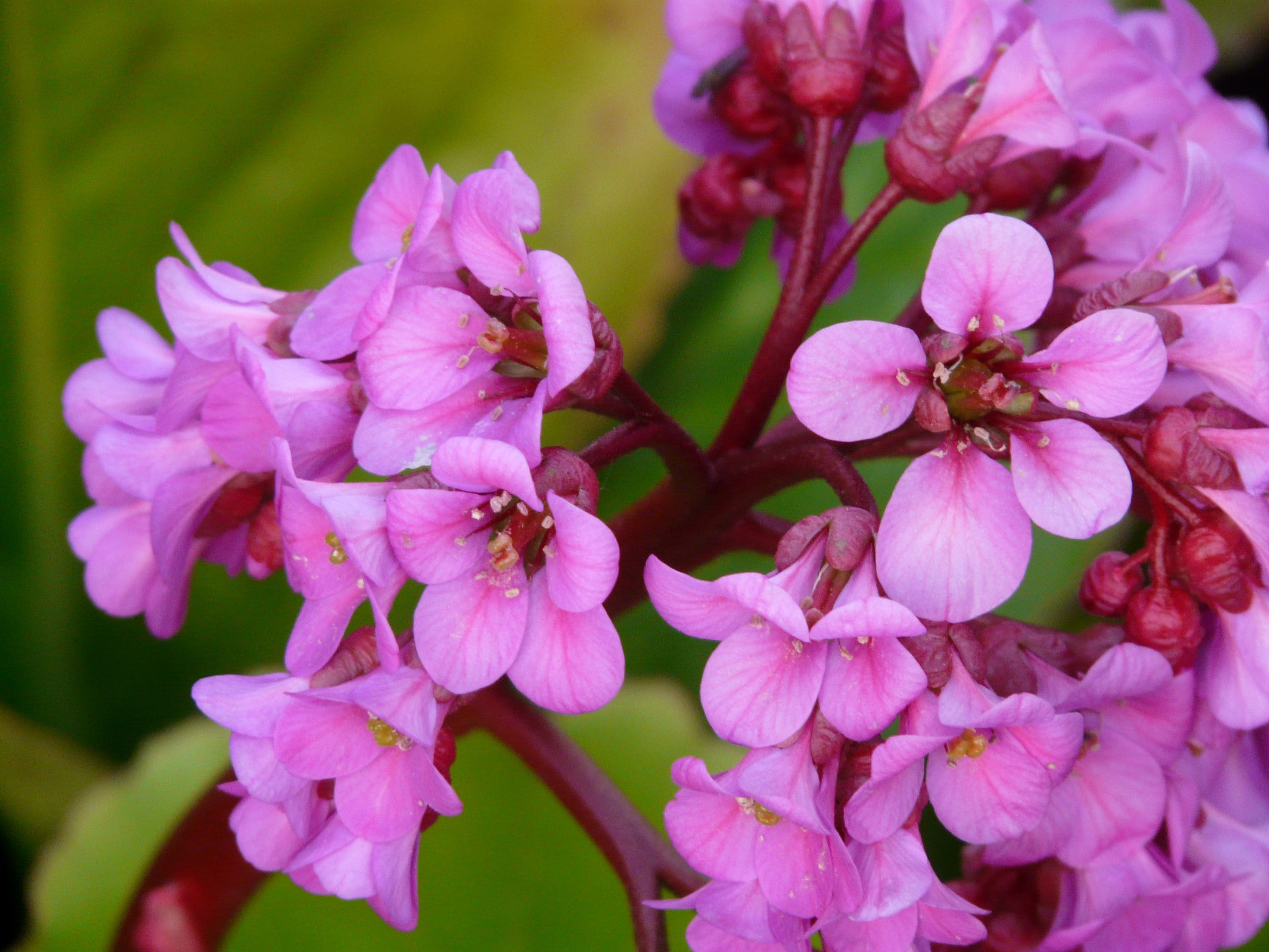 ornamental shrub, Bergenia, Wurz, purple, herb, focus on foreground, 2K, Settled, flower, colorful, bloom, color, blossom, spring, fragility, fauna, inflorescence, HD Wallpaper