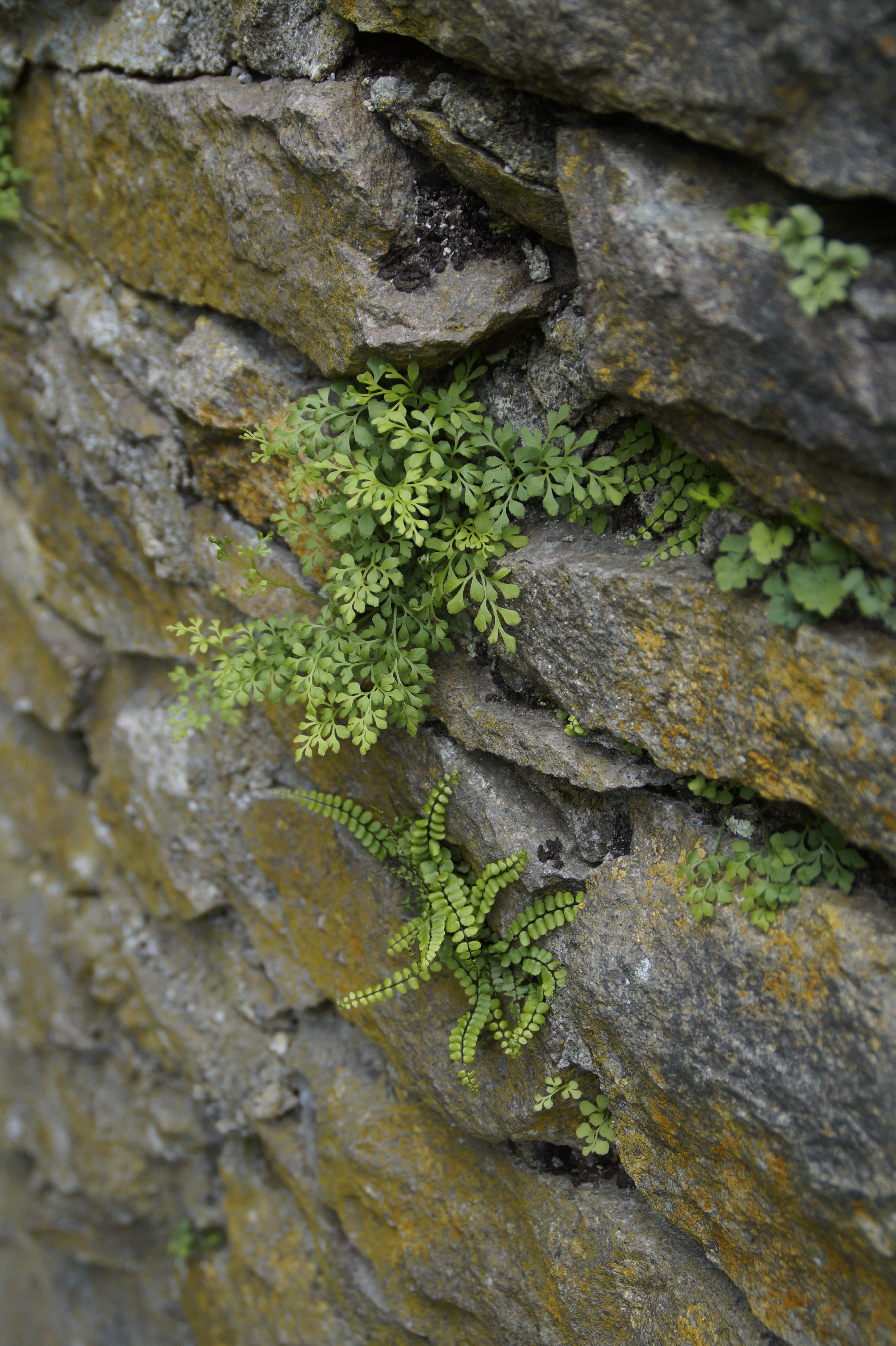 focus on foreground, outdoors, textured, tree, settle, growth, nature, frugal, full frame, wood - material, masonry, tree trunk, no people, day, moss, rock, Phone HD Wallpaper