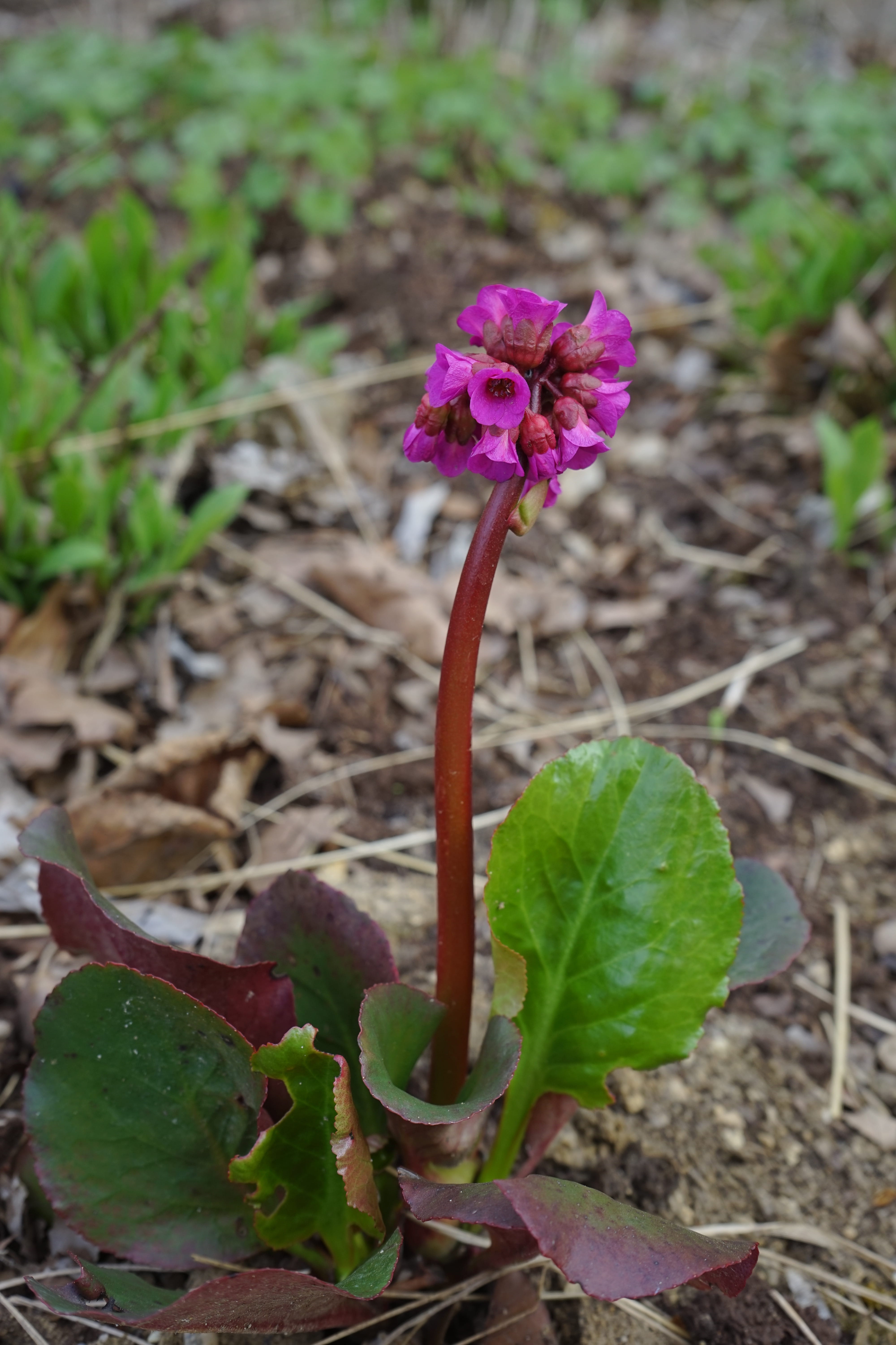petal, no people, violet, saxifragaceae, nature, bergenia hybrid eroica, dark purple, outdoors, field, close-up, flora, plant part, freshness, flower head, Phone HD Wallpaper