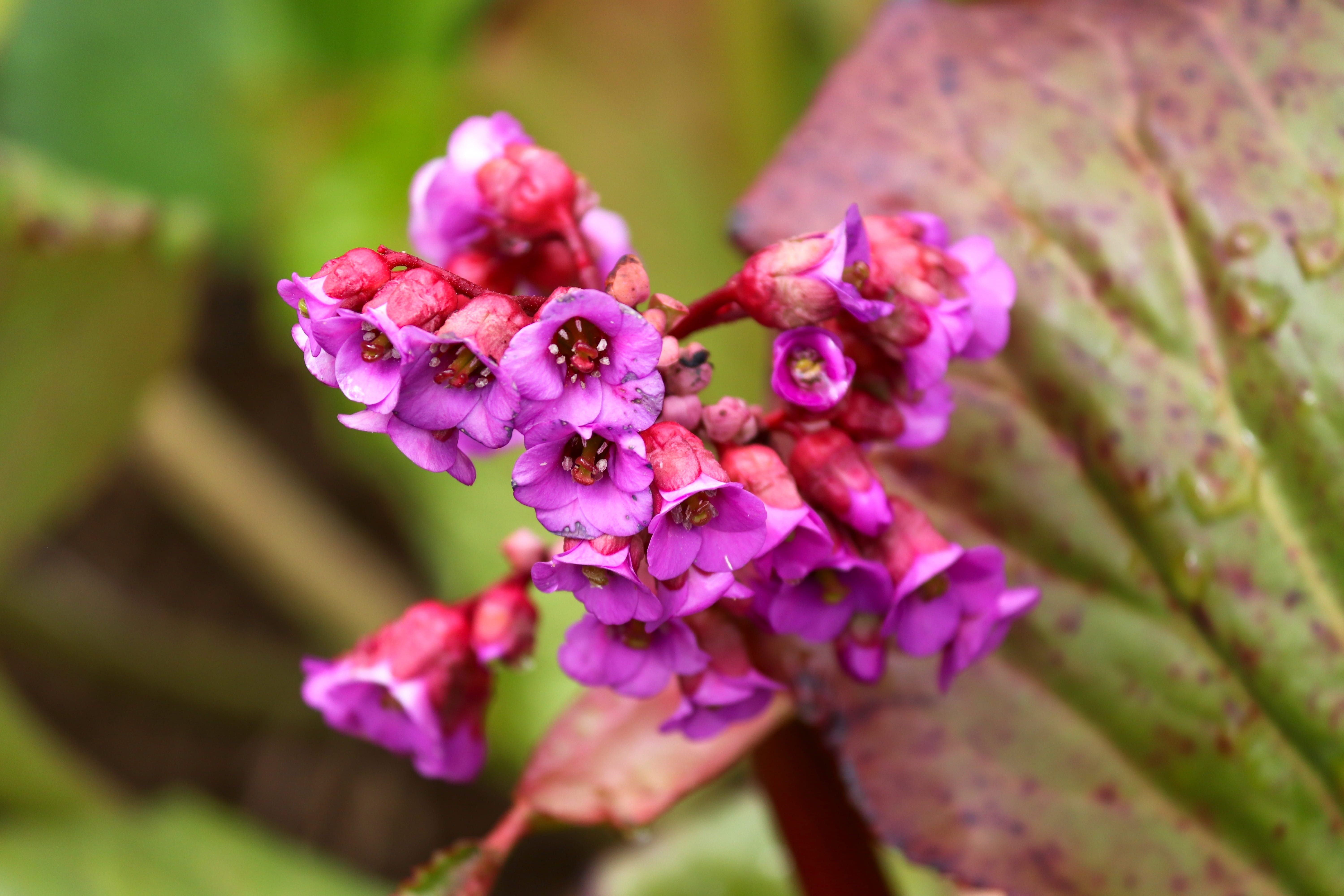 dark pink, flora, saxifragaceae, plant, springtime, settled wurz, rock crushing plant, flowering plant, inflorescence, ornamental shrub, flower head, bunch of flowers, HD Wallpaper