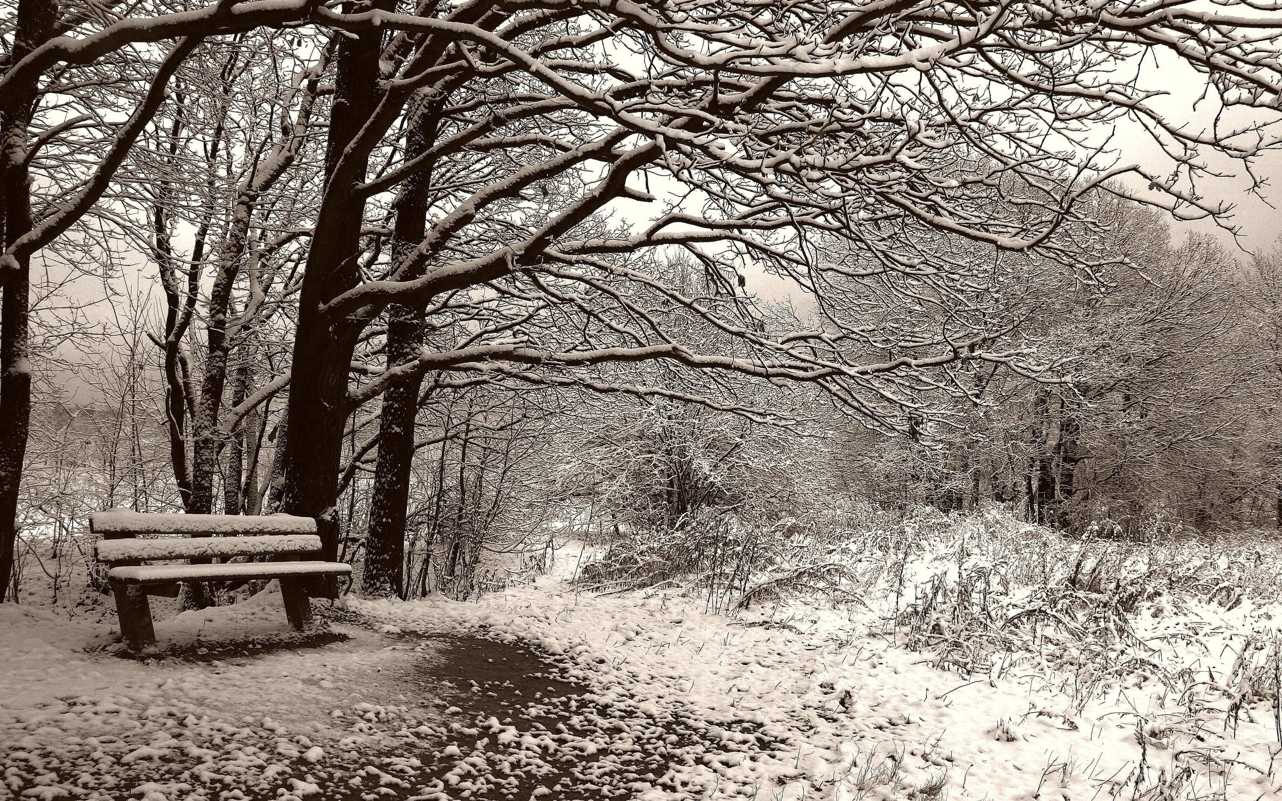 nature, winter, related, art, com, 2K, alright, goodwp, seasons, hd, x, season, fall, HD Wallpaper