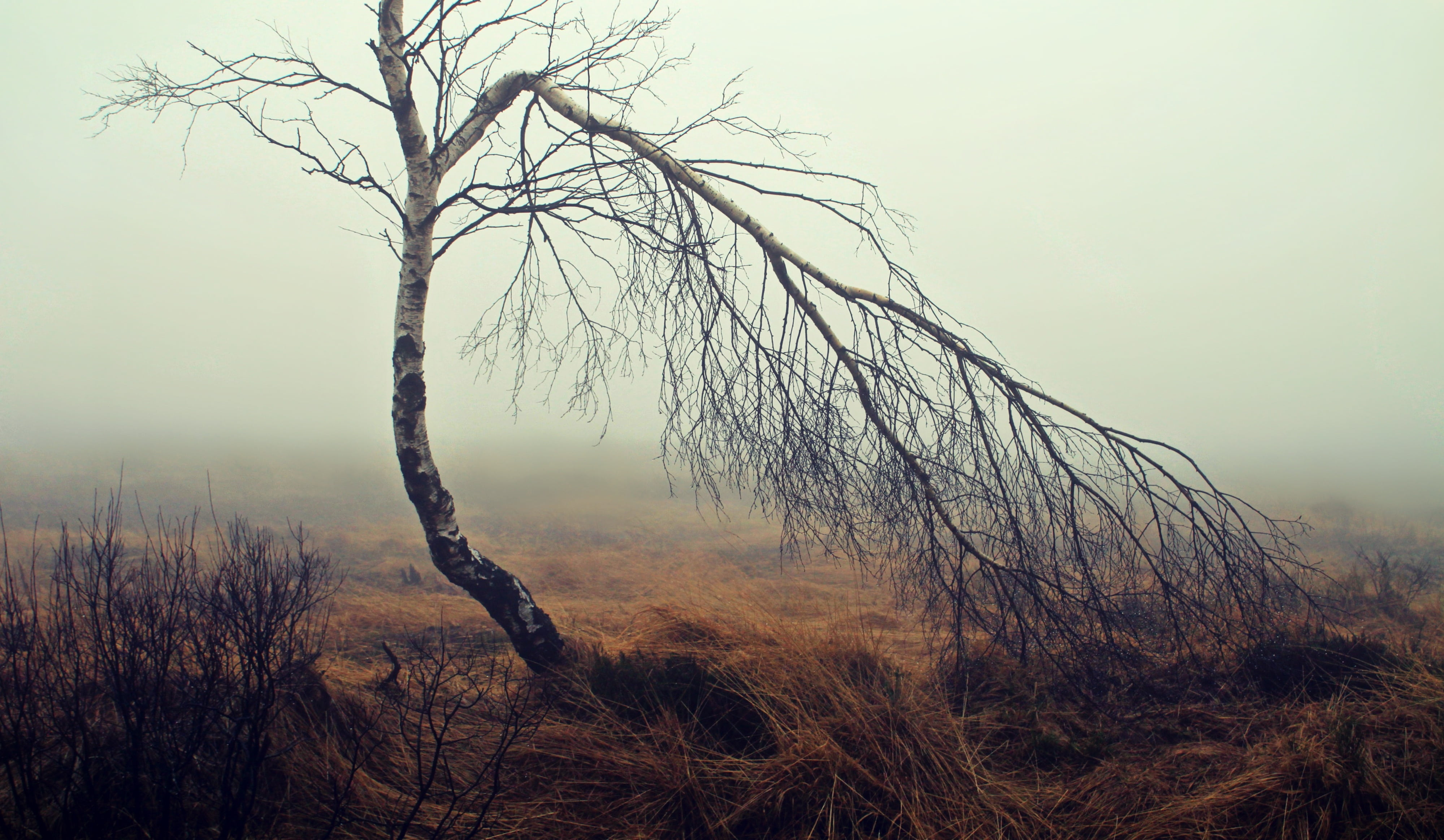 landscape, gloomy, wetland, environment, mood, tree trunk, silent, bare tree, autumn, belgium, leafless, weird, weather mood, venn, no people, scenics, HD Wallpaper