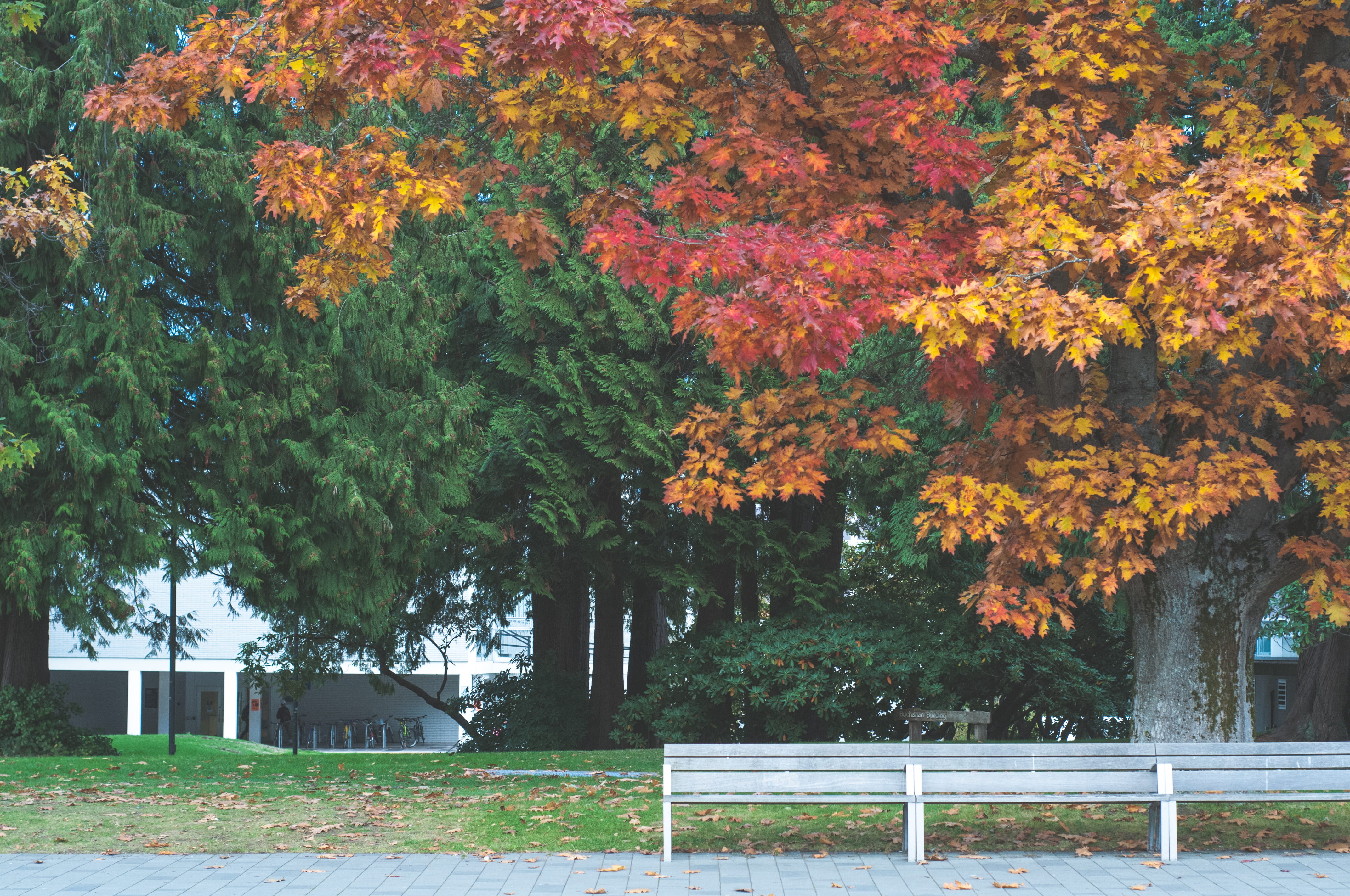 land, red, day, park, the university of british columbia, tranquility, autumn, sitting, university, plant, leaf, yellow, field, fall, ubc, no people, forest, HD Wallpaper