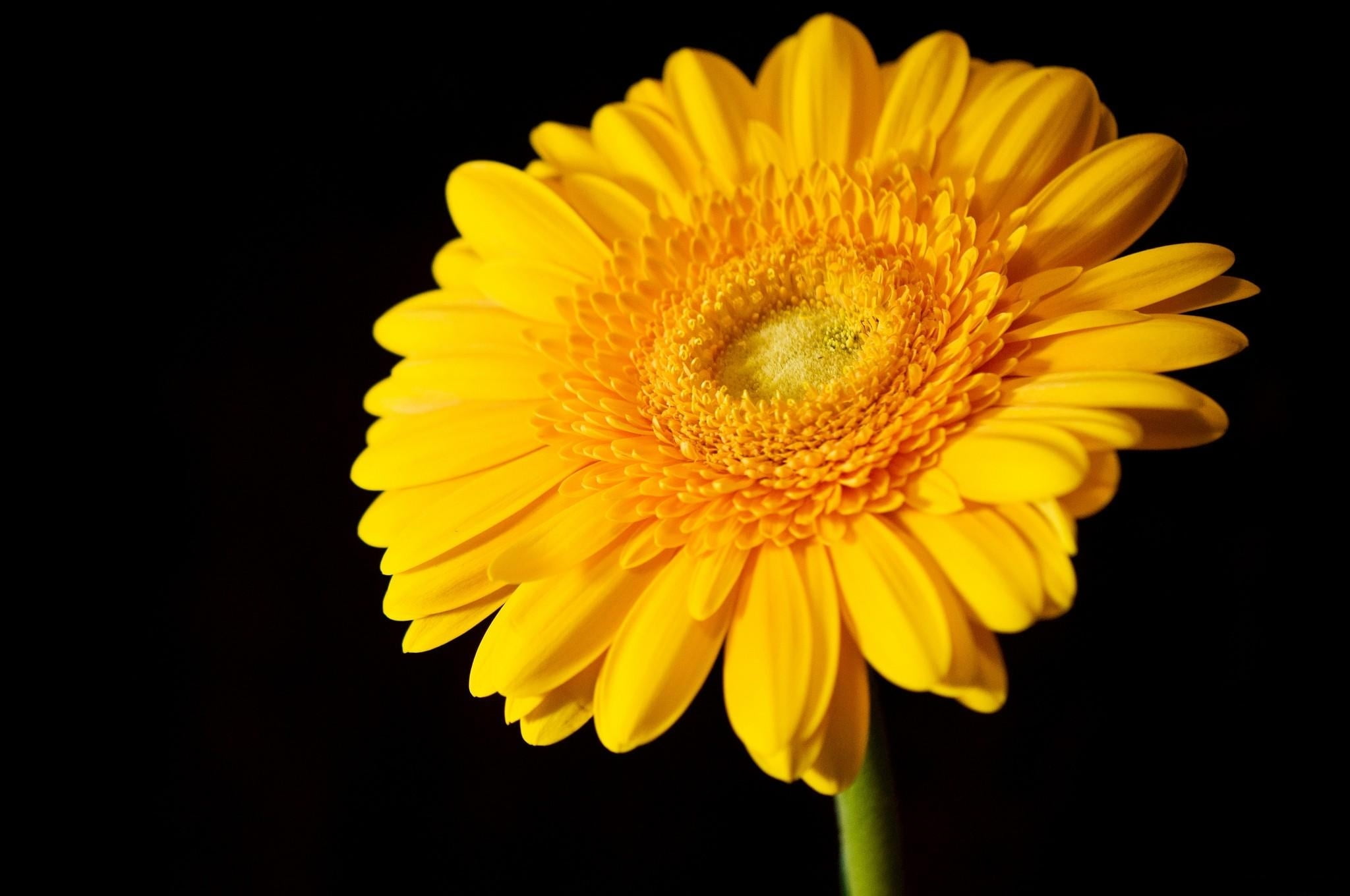 white, flowering plant, macro, daisy, botany, backgrounds, no People, petal, inflorescence, flower, gerbera, beauty In Nature, isolated, nature, indoors, HD Wallpaper