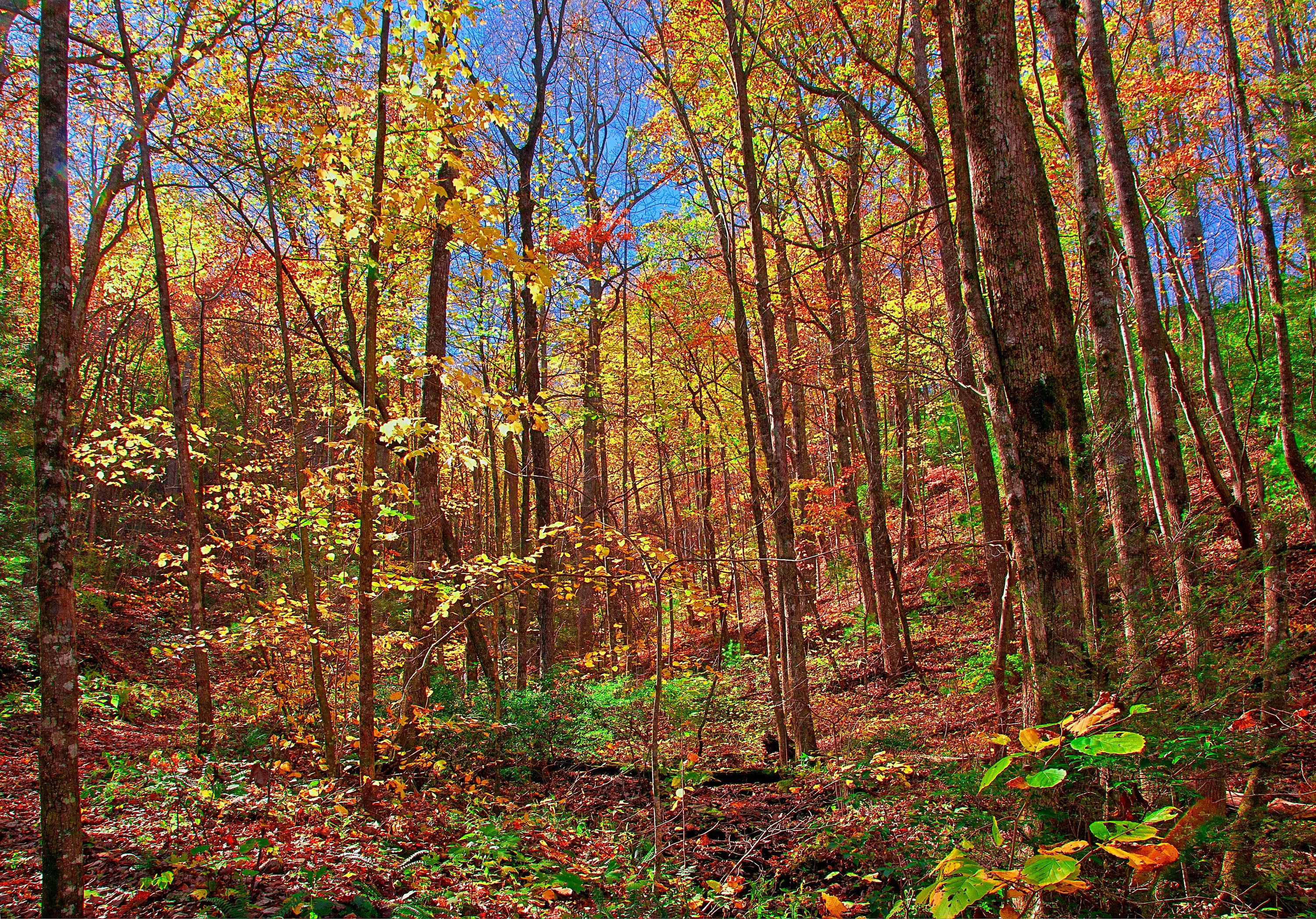 foliage, trees, autumn, 2K, forests, seasons, nature, HD Wallpaper