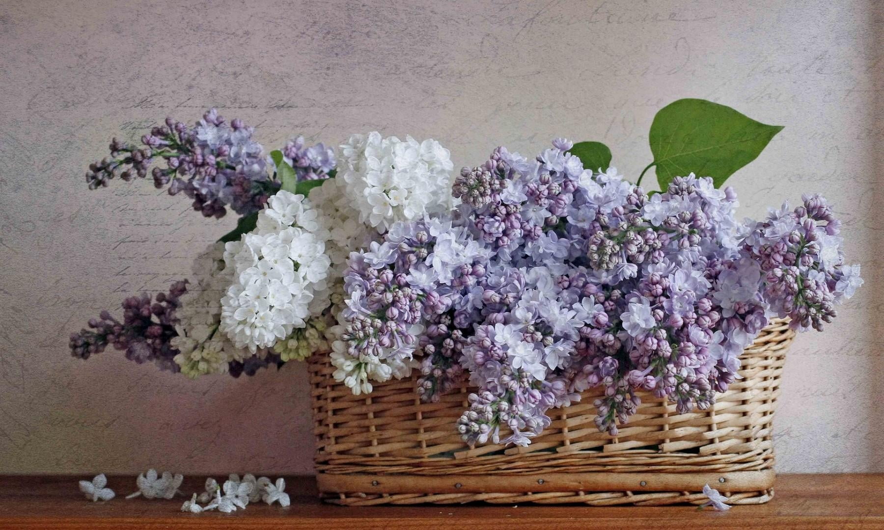 wood - Material, lilac, blue, freshness, summer, day, lilacs, bloom, vulnerability, ornate, plant, softness, purple, white, poetry, decoration, close-up, HD Wallpaper