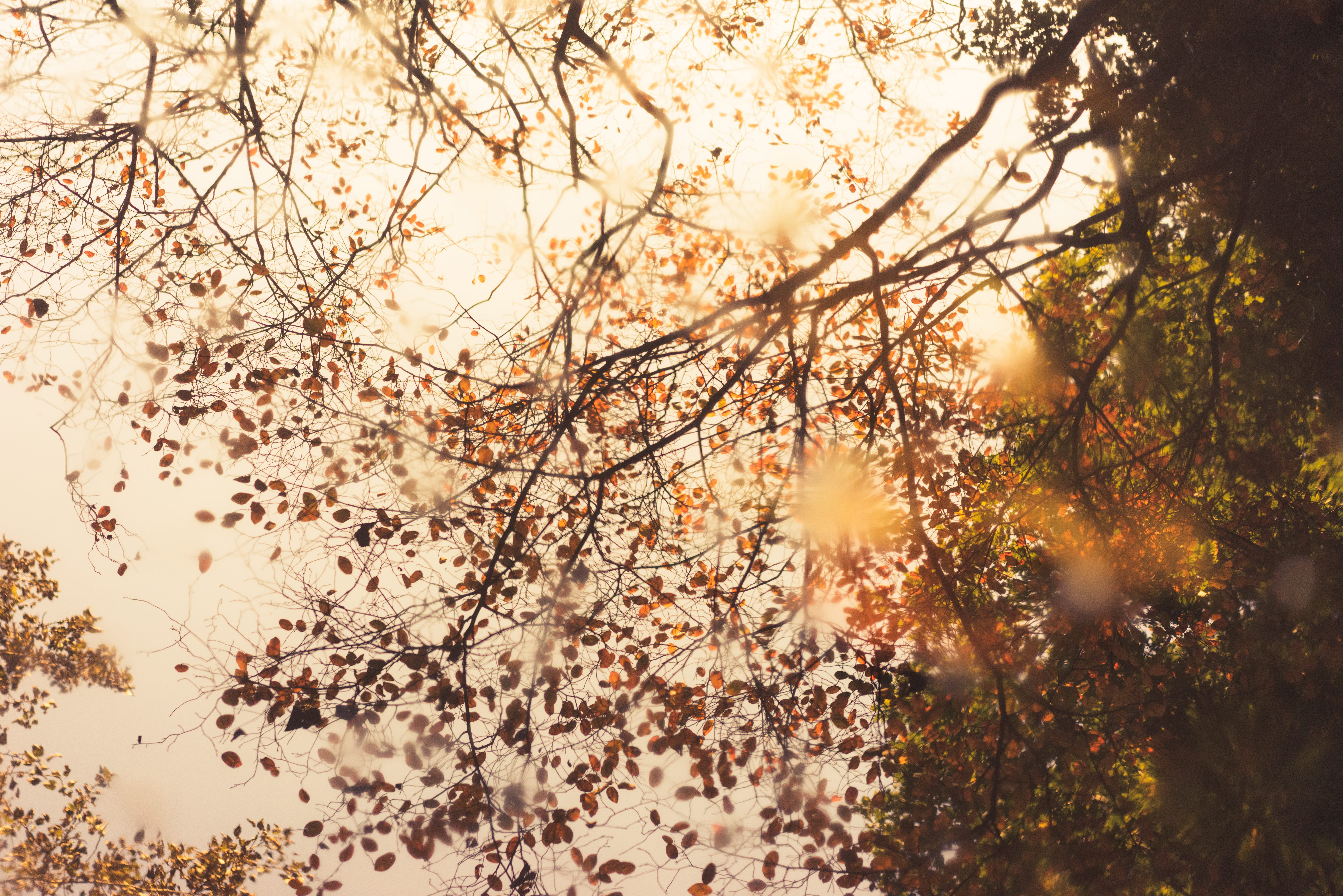 tree, clouds, leaves, plant, rain, sunlight, plant part, fall, reflection, low angle view, tranquility, outdoors, orange, forest, eye, photography, leafe, HD Wallpaper