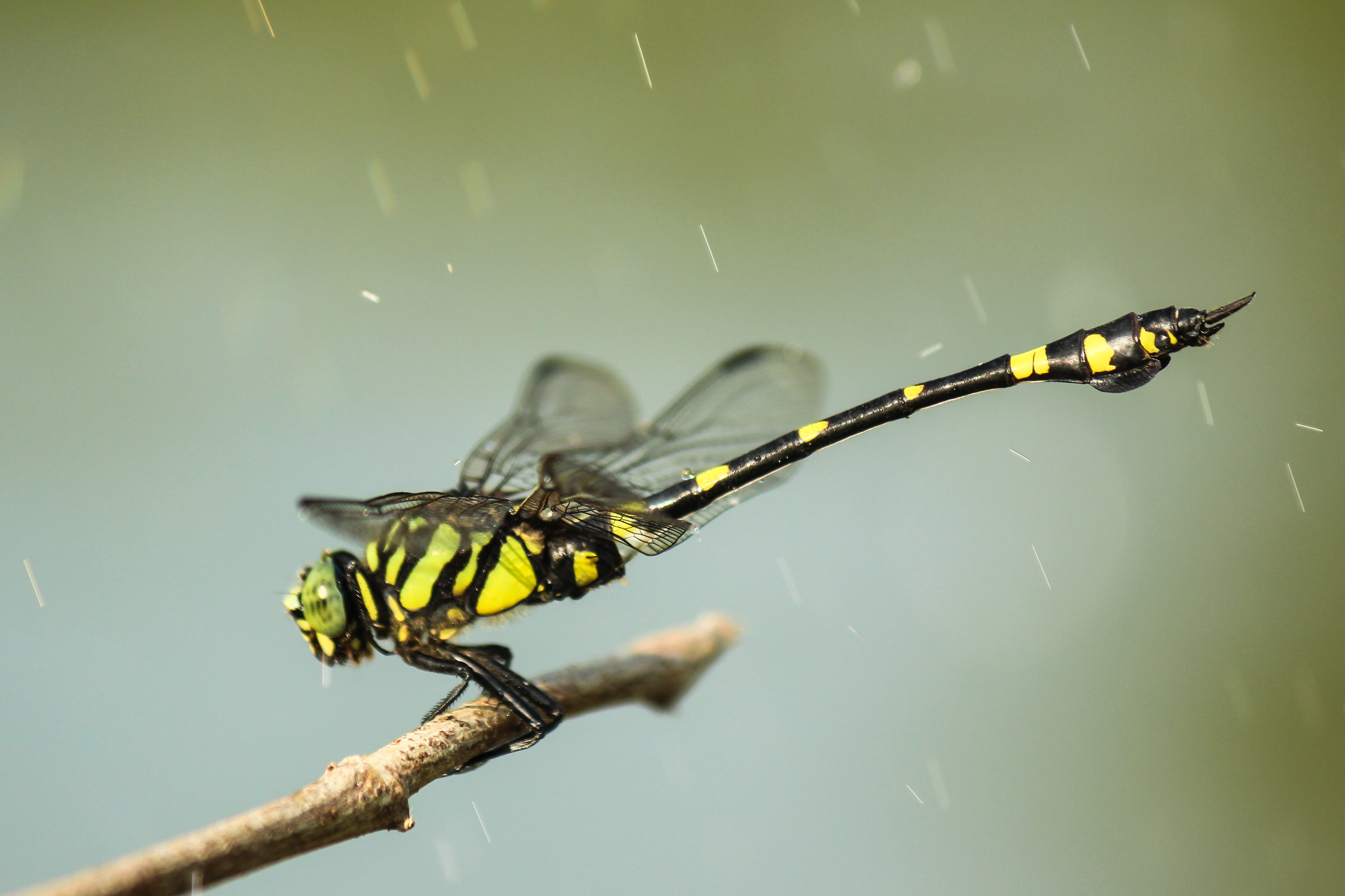 nature, animal body part, plant, animals in the wild, one animal, outdoors, macro, 4K, raining, animal wildlife, Raindrops, black, wildlife, insect, beauty in nature, HD Wallpaper