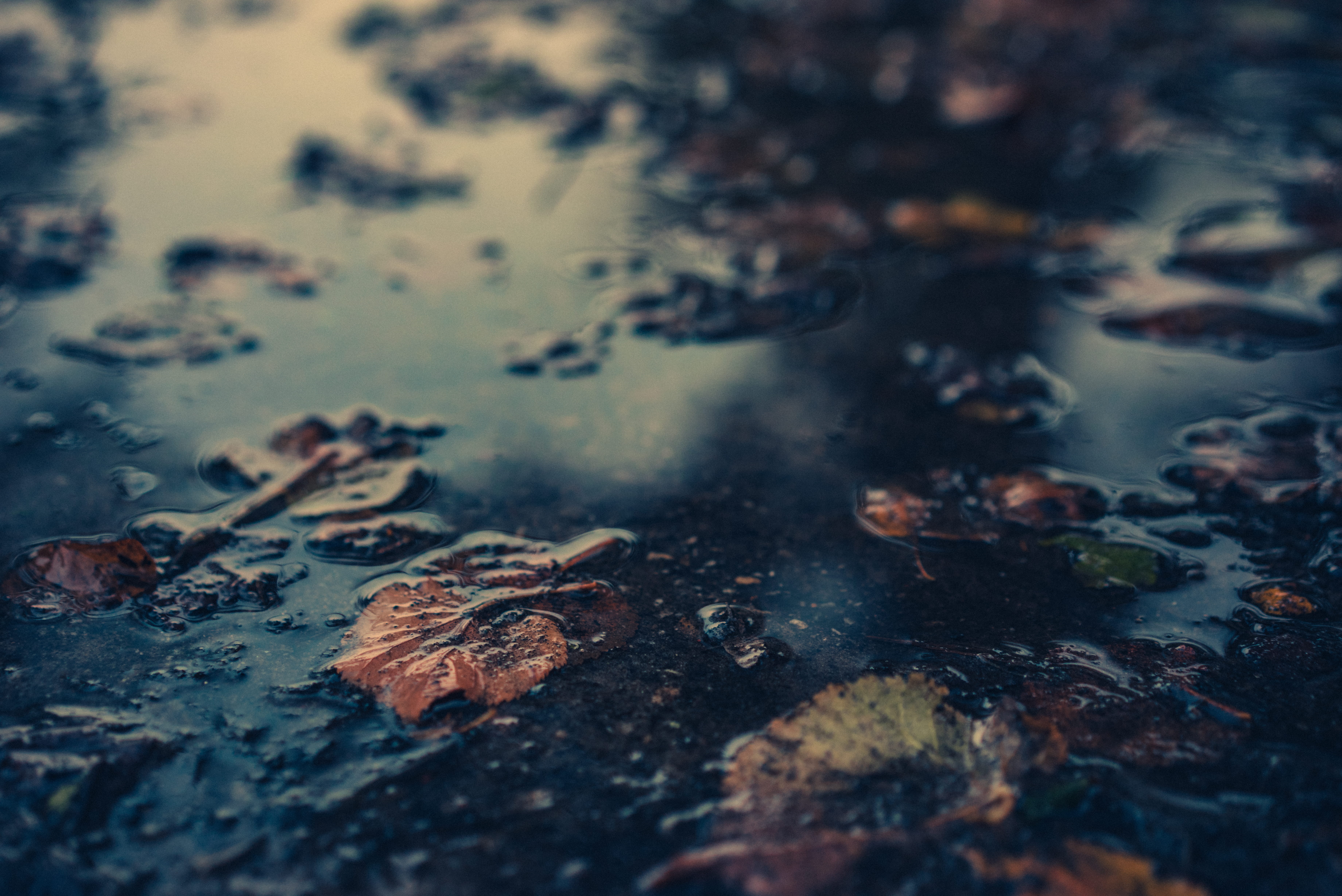 fall, withered, no people, land, floating on water, leaves, plant, tranquility, day, pollution, tree, falling, rain, dry, macro, body, leaf, change, autumn, HD Wallpaper