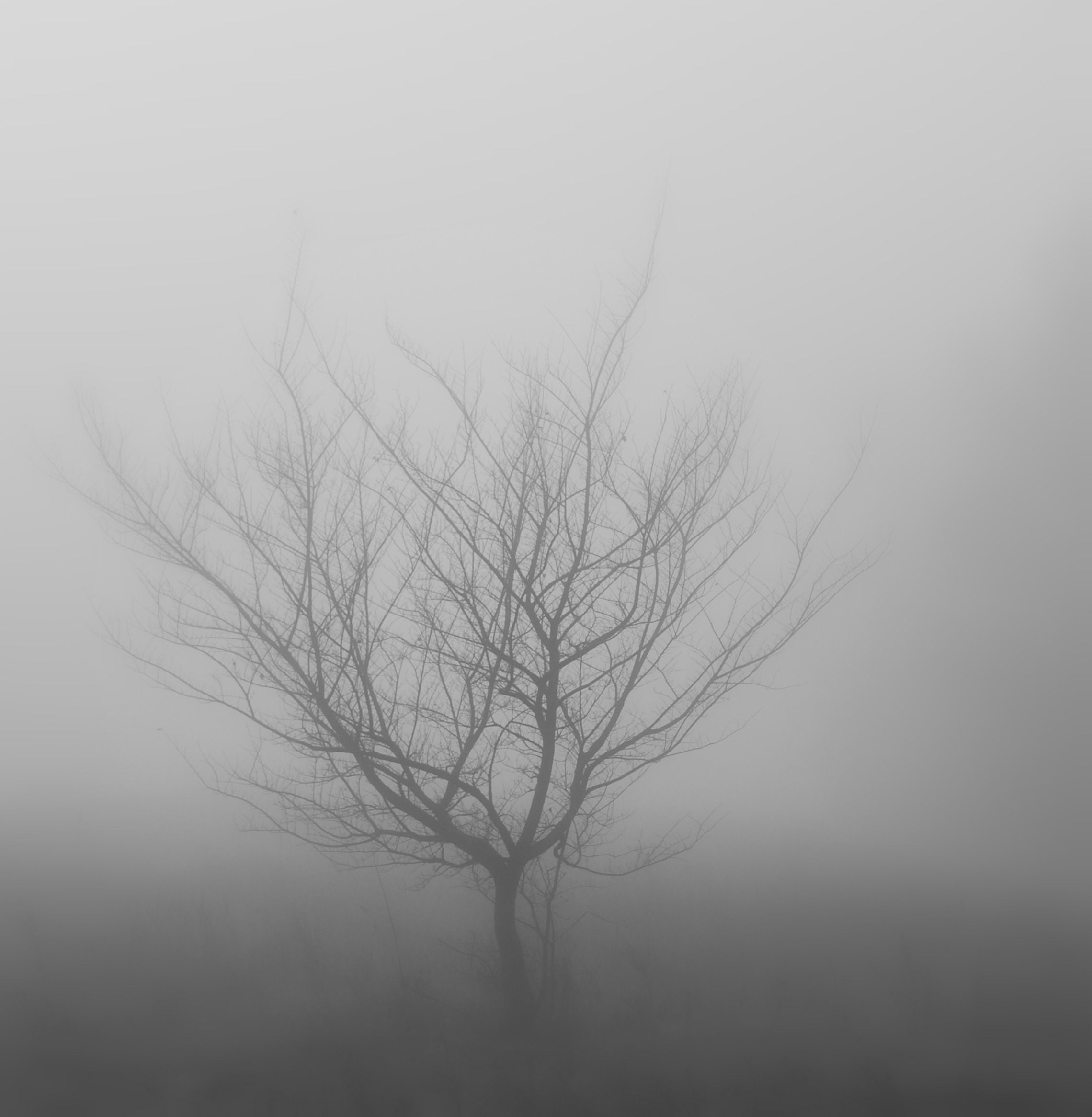 wood, branch, scenics - nature, surrounded, tranquility, winter, twilight, fog, spooky, bare tree, outdoors, silhouette, tranquil scene, beauty in nature, Phone HD Wallpaper
