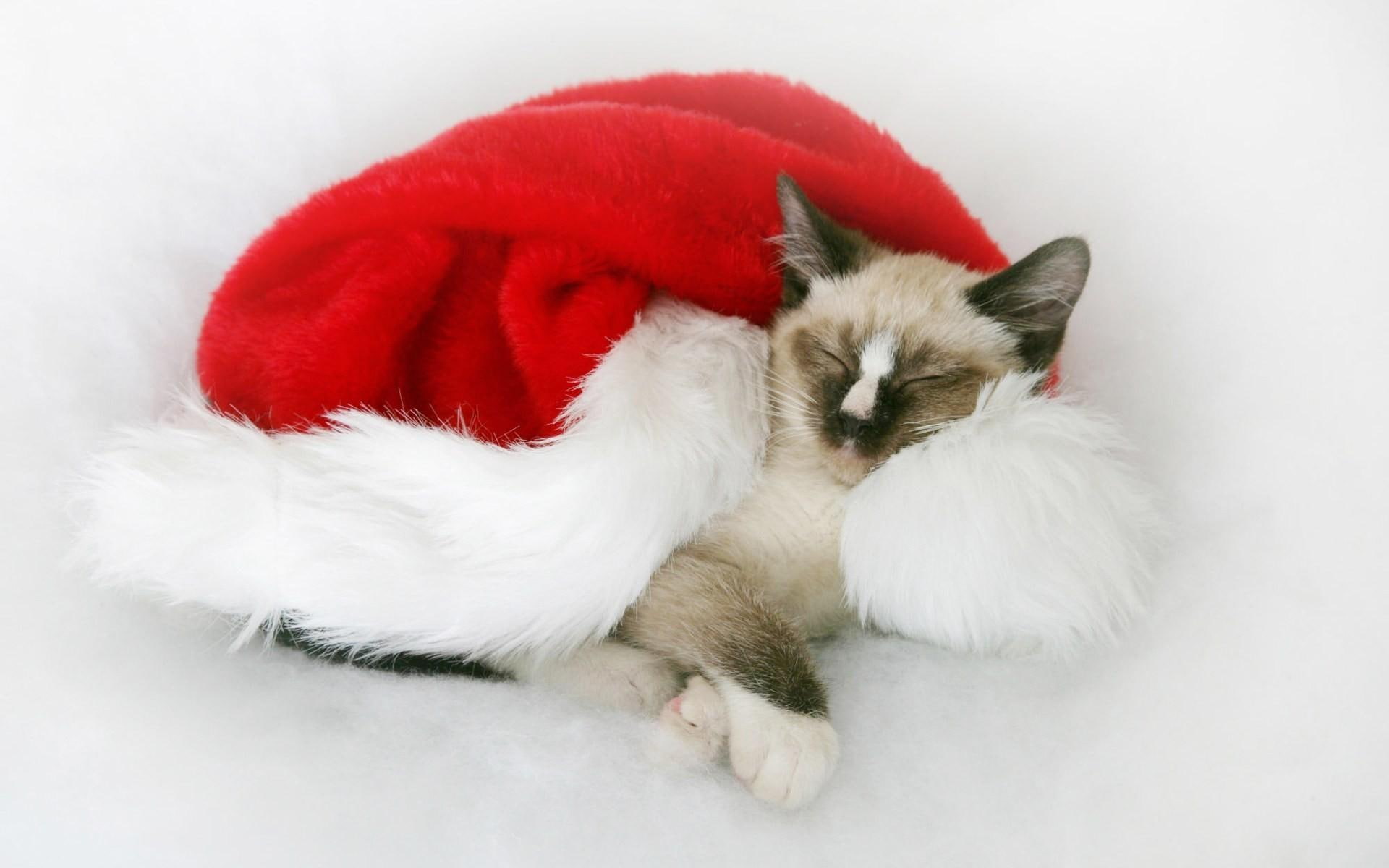 animals, holiday, cat, dream, 1080P, HD Wallpaper