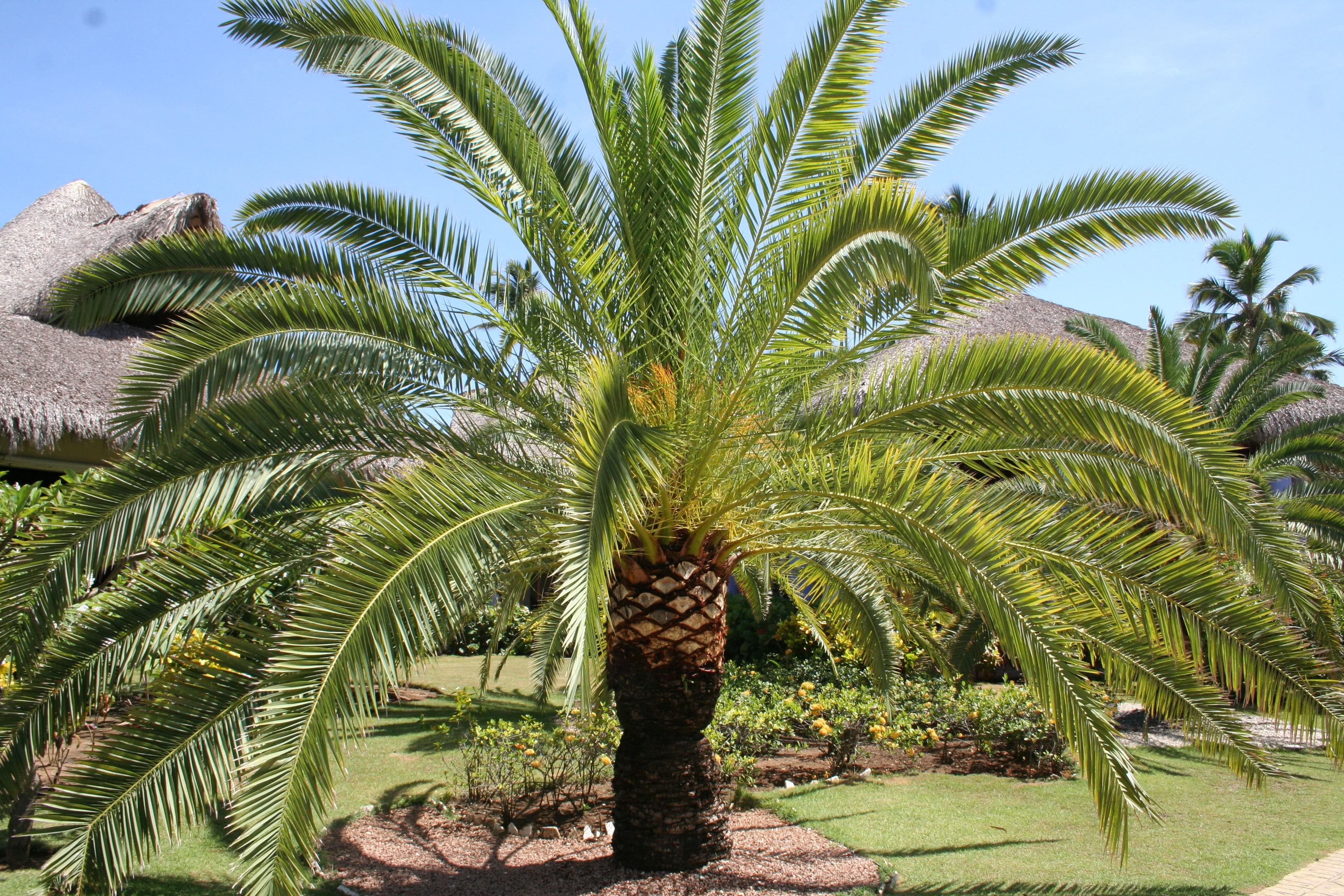 growth, day, leaf, holiday, tropical climate, 2K, nature, date palm tree, tranquility, plant part, palm leaf, dream holiday, palm tree, land, sky, dominican republic, HD Wallpaper