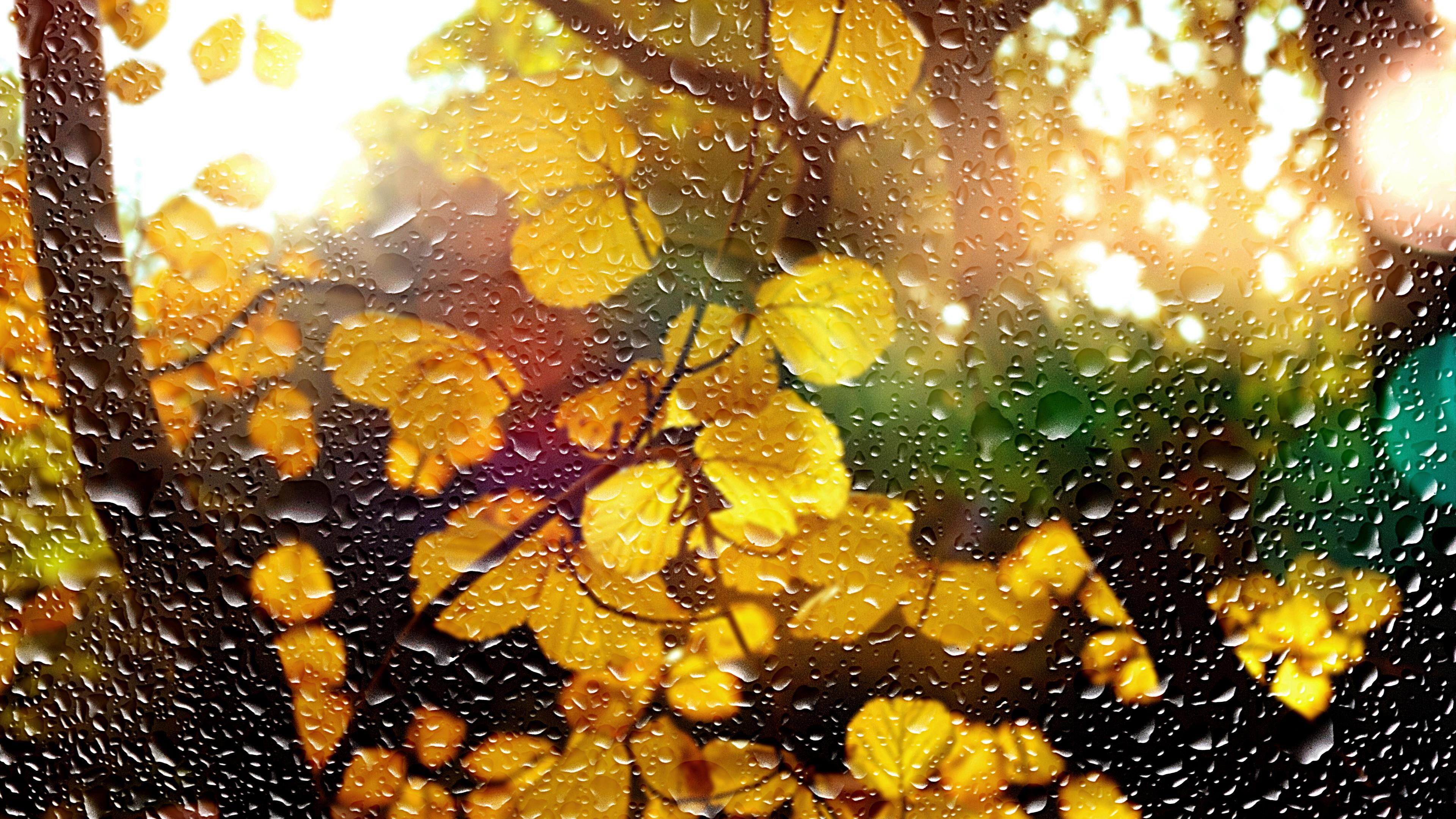 deciduous, rainy, droplets, yellow, drops, drop, leaves, sunlight, leaf, plant, bokeh, 4K, window, glass, germany, tree, autumn, hamburg, raindrops, rain, HD Wallpaper