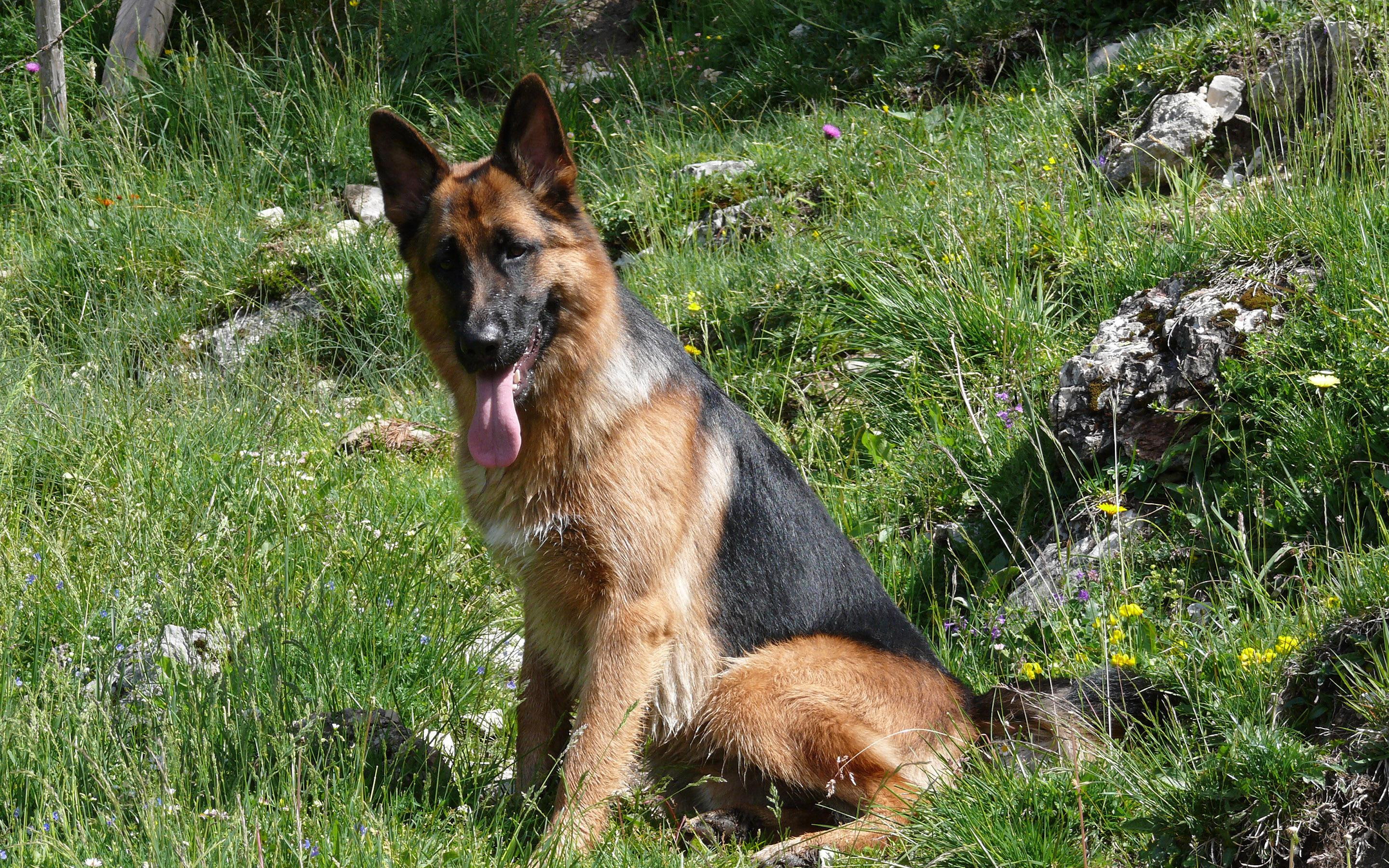 animals, 2880x1800, black, 2K, shepherd, grass, german shepherd, german, tan, HD Wallpaper