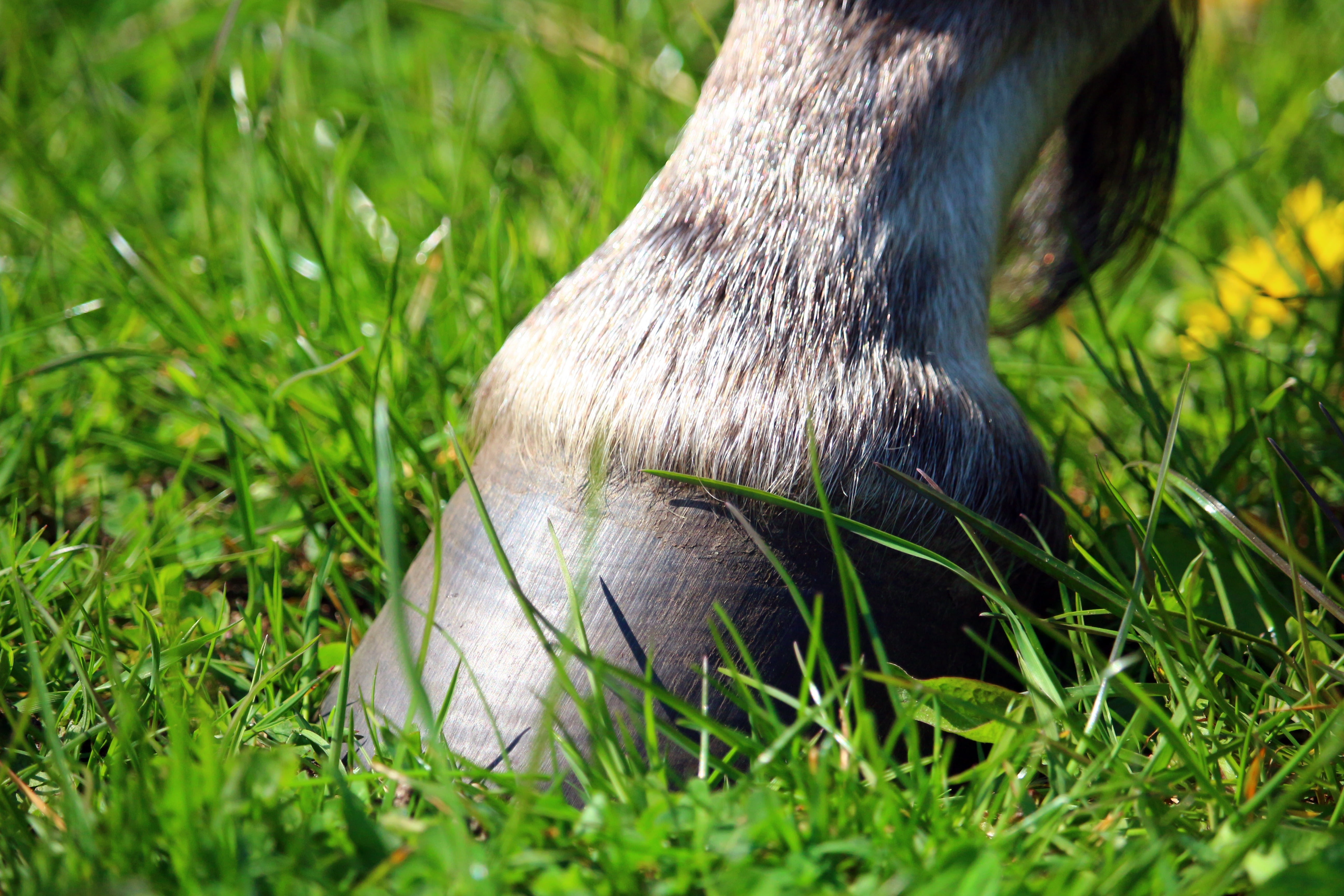 green, outdoors, foot, animal leg, one animal, huf, no people, land, close-up, brown, meadow, grass, domestic, nature, horse, 5K, animal wildlife, mammal, HD Wallpaper