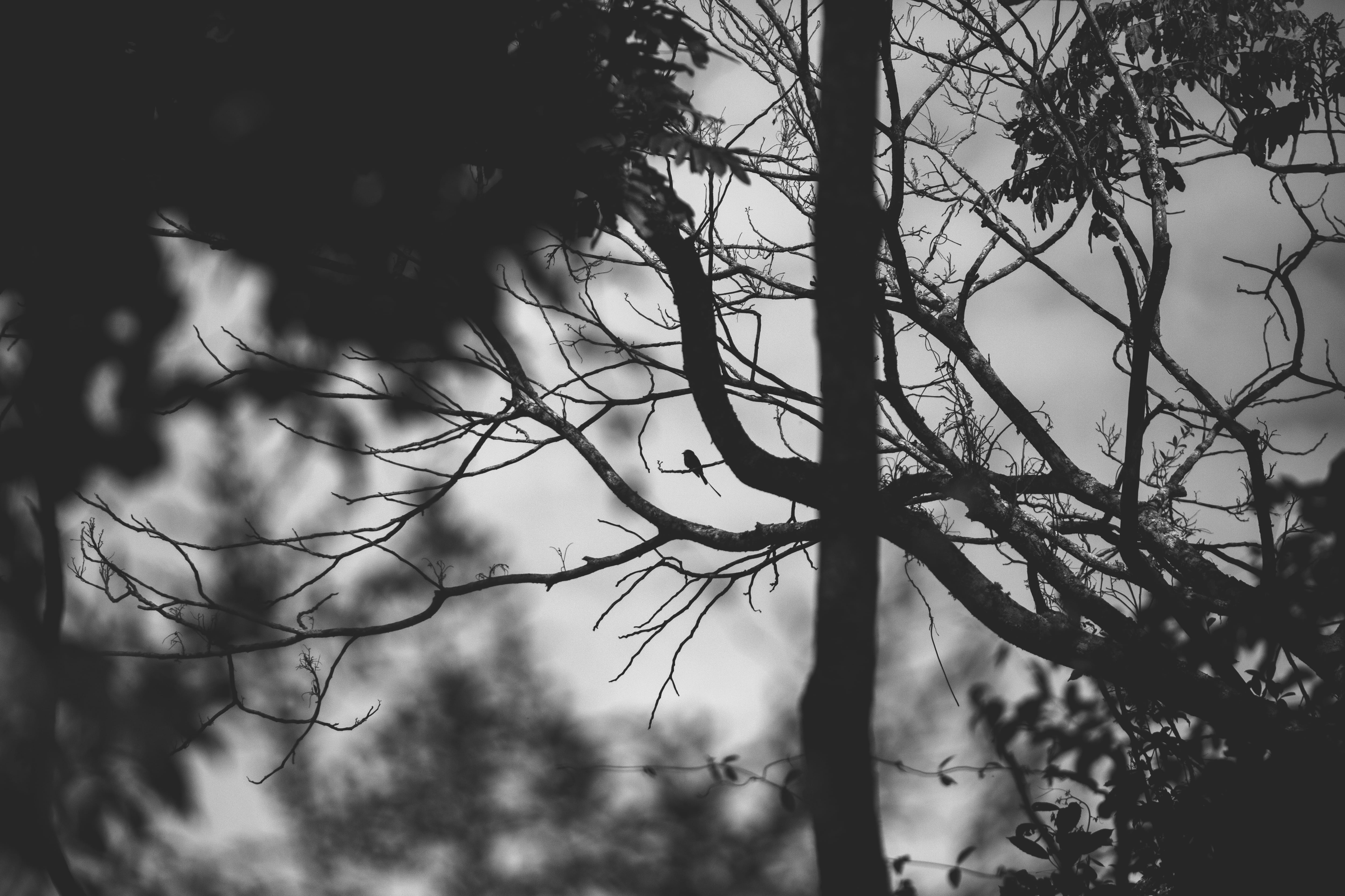 photography, growth, tree, branches, bare tree, day, low angle view, 5K, dawn, trunk, plant, tranquility, nature, sky, beauty in nature, HD Wallpaper