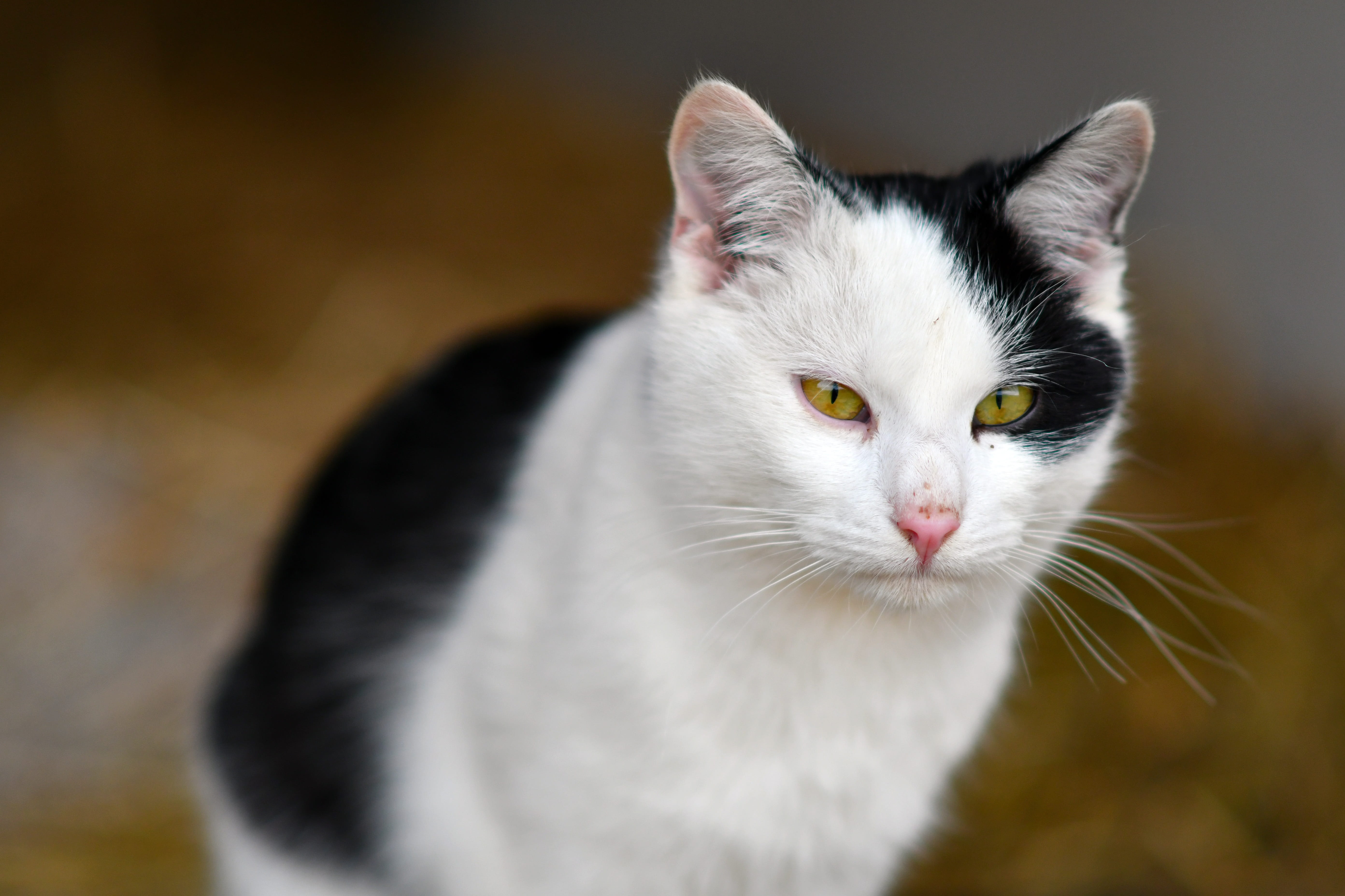 domestic, domestic cat, animal, vertebrate, white color, looking at camera, black and white, cat, animal body part, 5K, pets, close-up, feline, yellow eyes, HD Wallpaper
