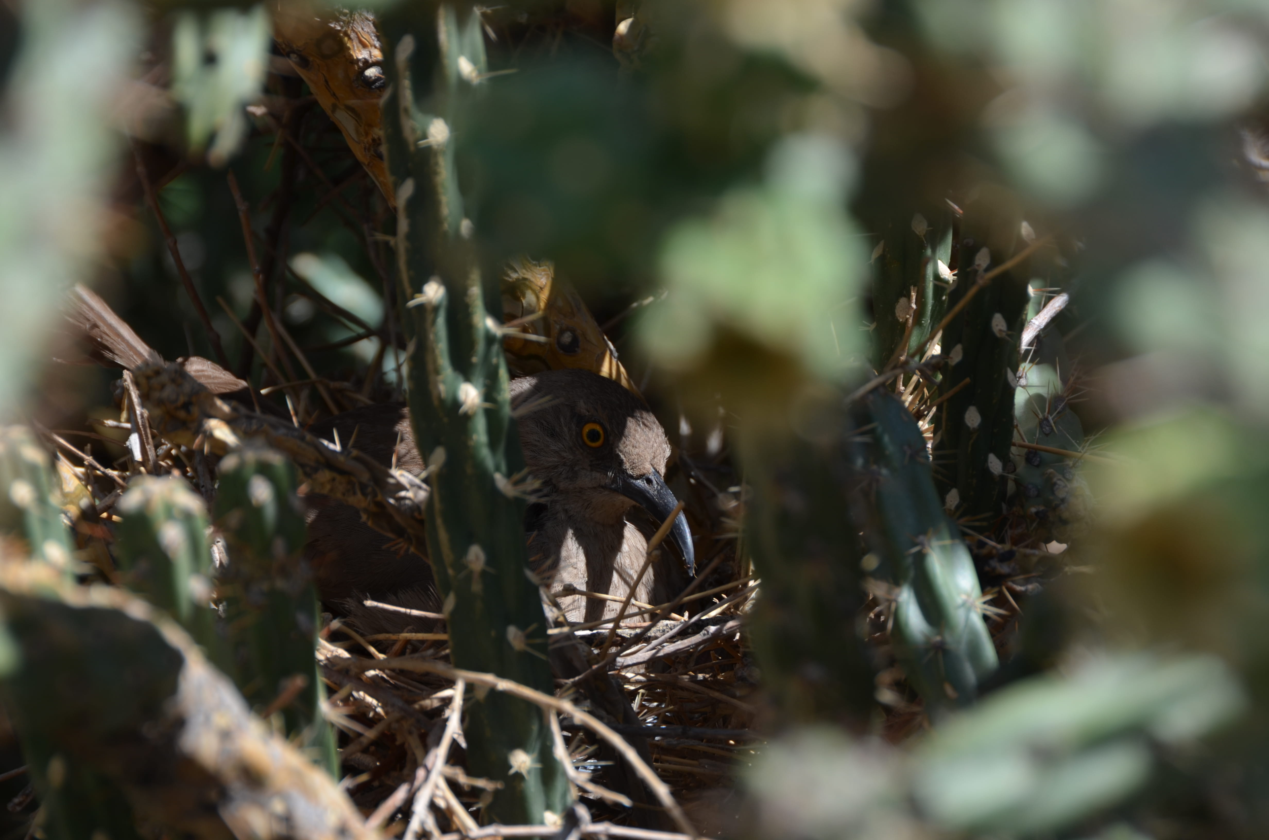 outdoors, close-up, field, no people, desert, growth, one animal, albuquerque, vertebrate, animal, plant, animal wildlife, united states, bird, cholla, HD Wallpaper