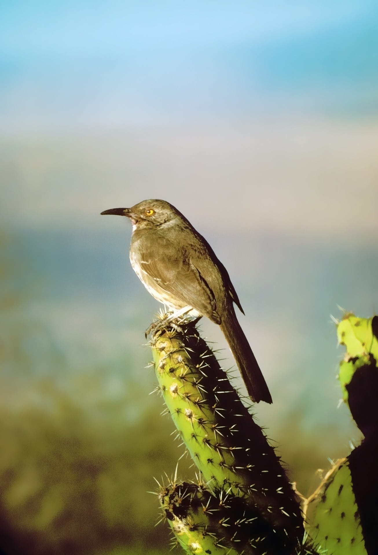 close-up, animal wildlife, focus on foreground, perching, outdoors, no people, animal themes, one animal, beauty in nature, toxostoma curvirostre, plant, Phone HD Wallpaper