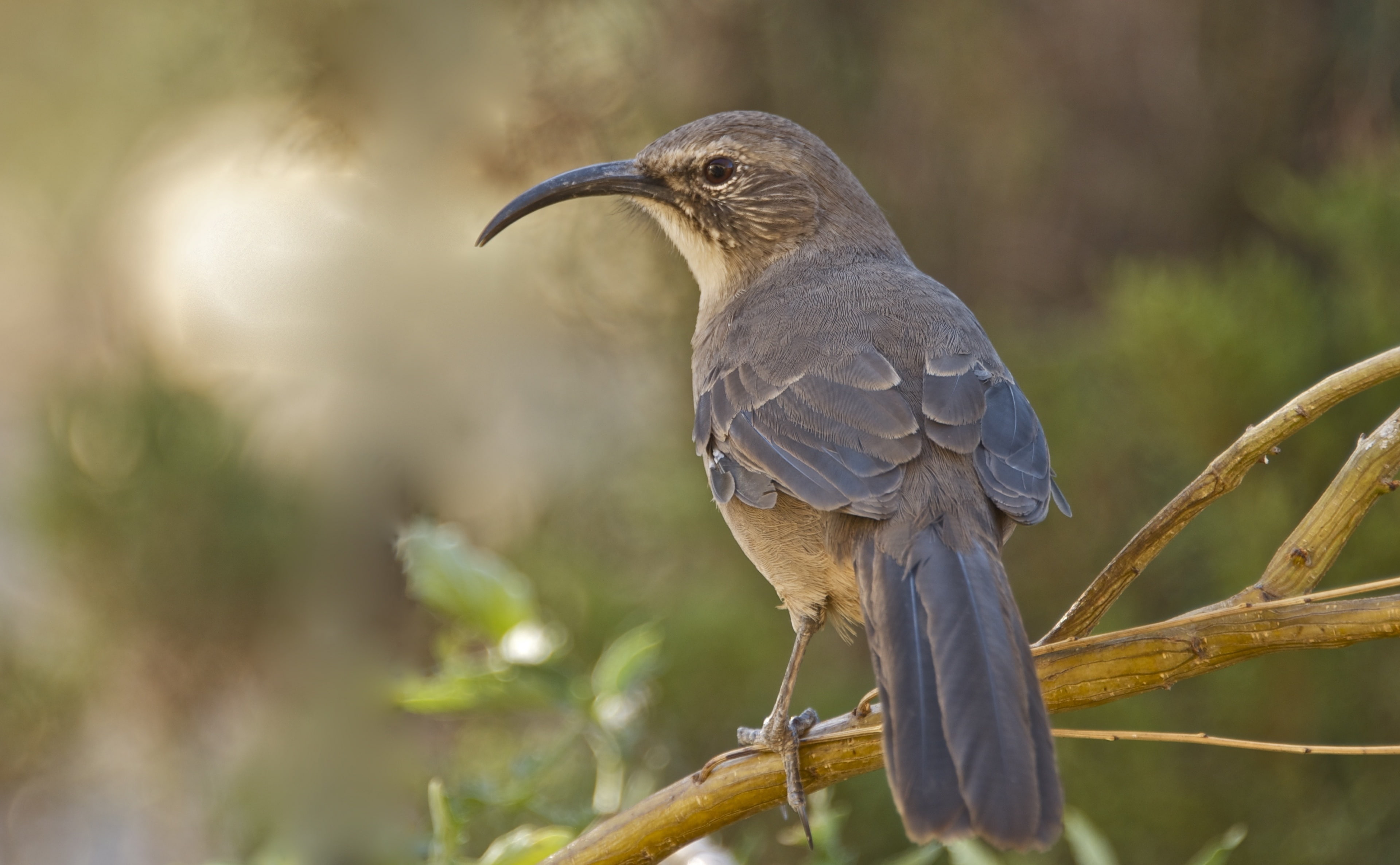california, bird, explore1, Animals, lindatanner, Explore, 4K, explorenumberone, Birds, goingslo, toxostomaredivivum, explorenumber1, californiathrasher, HD Wallpaper