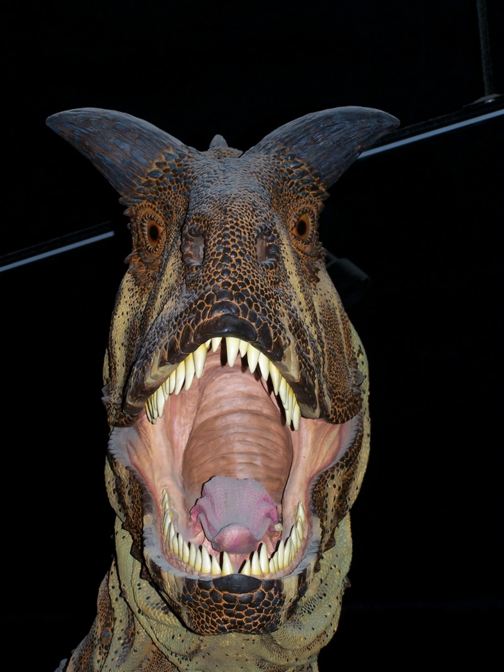 close-up, dangerous, aggression, animal teeth, mouth, monstrous, predator, indoors, mouth open, carnivore, one animal, dinosaur, animal representation, Phone HD Wallpaper