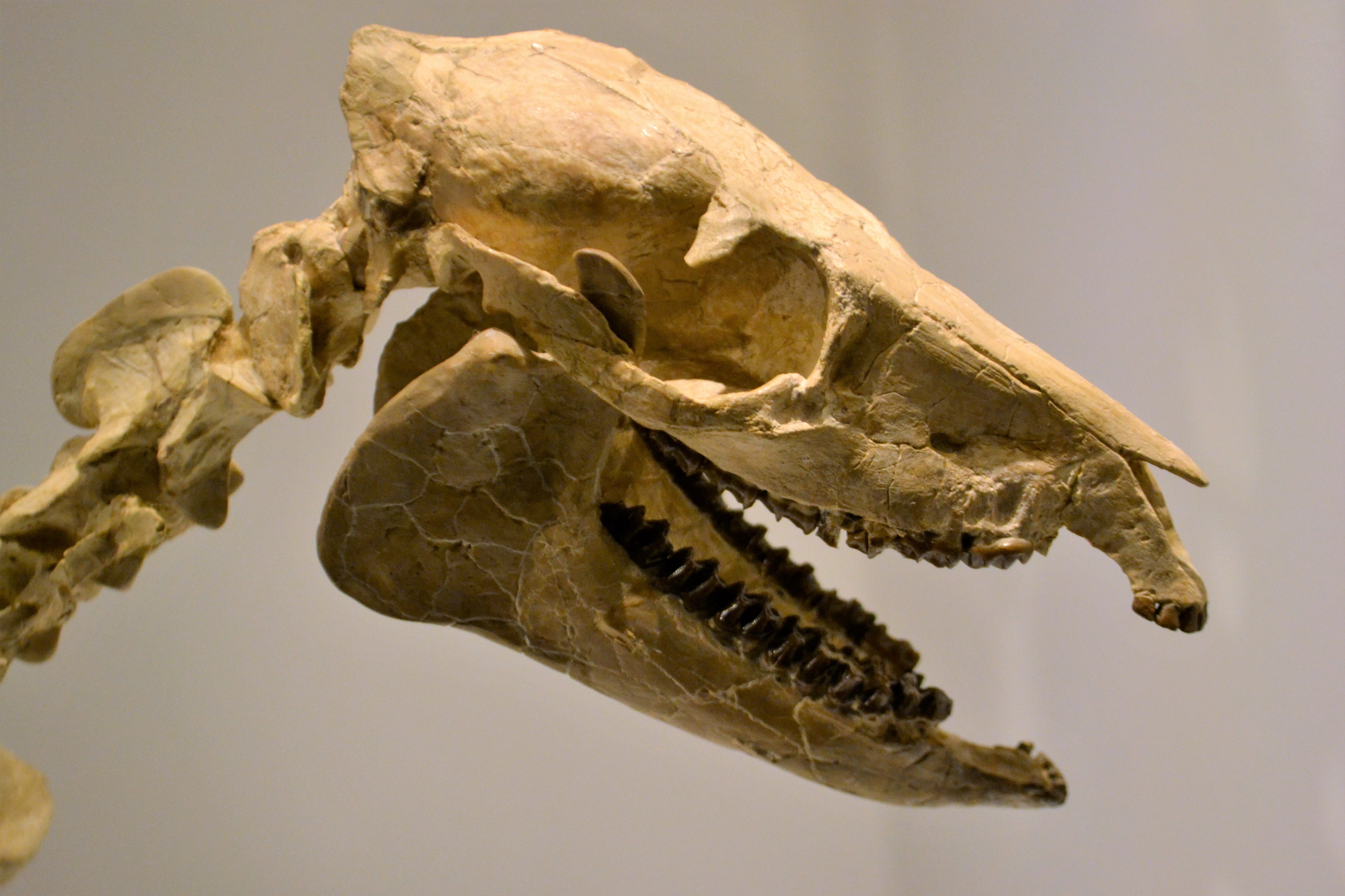 paleontology, carnivore, 4K, creature, bone, indoors, tyrannosaurus, animal head, animal representation, animal body part, artifact, jurassic, animal teeth, HD Wallpaper