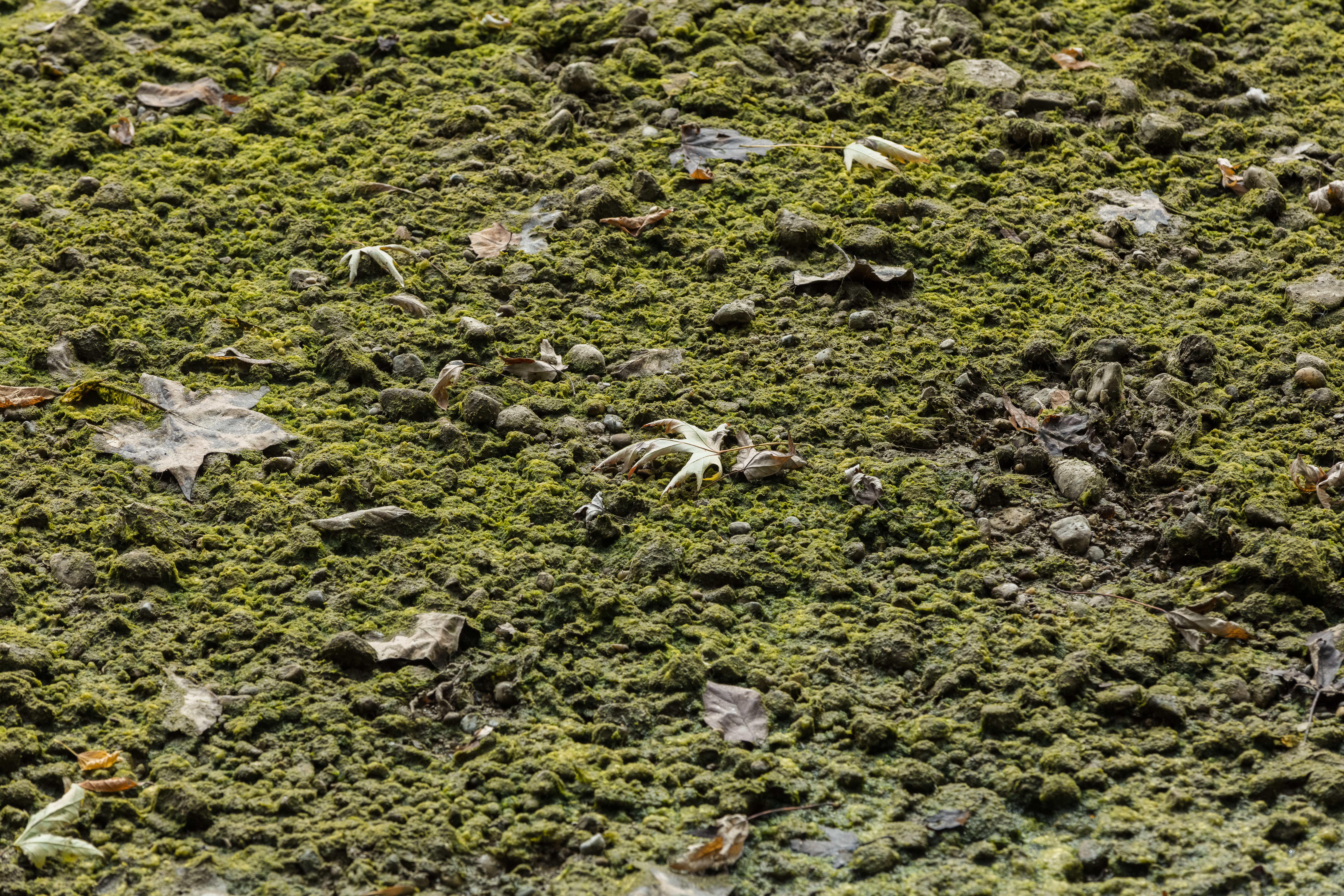 day, united states, high angle view, texture, group of animals, water, leaves, growth, moss, full frame, holliday park, large group of animals, nature, HD Wallpaper