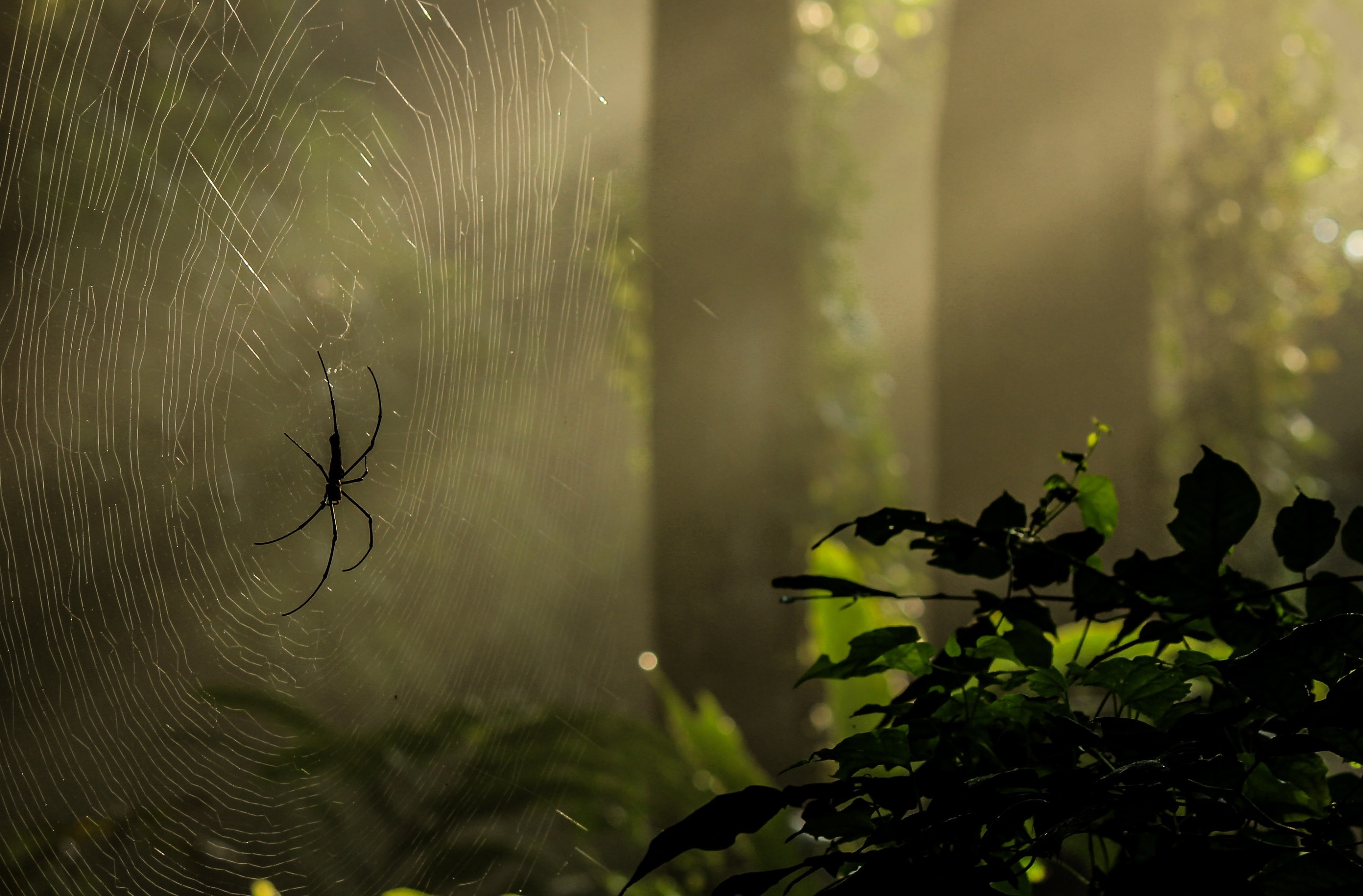 plant part, canon, reflected, beauty in nature, water, animal themes, Animals, growth, tree, leaf, Sunshine, Webs, vulnerability, green color, sylhet, Spider, HD Wallpaper