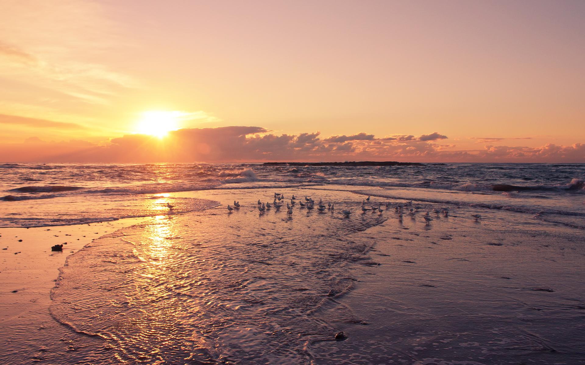 birds, shore, basking, sunset, waves, beach, nature and landscapes, 1080P, HD Wallpaper