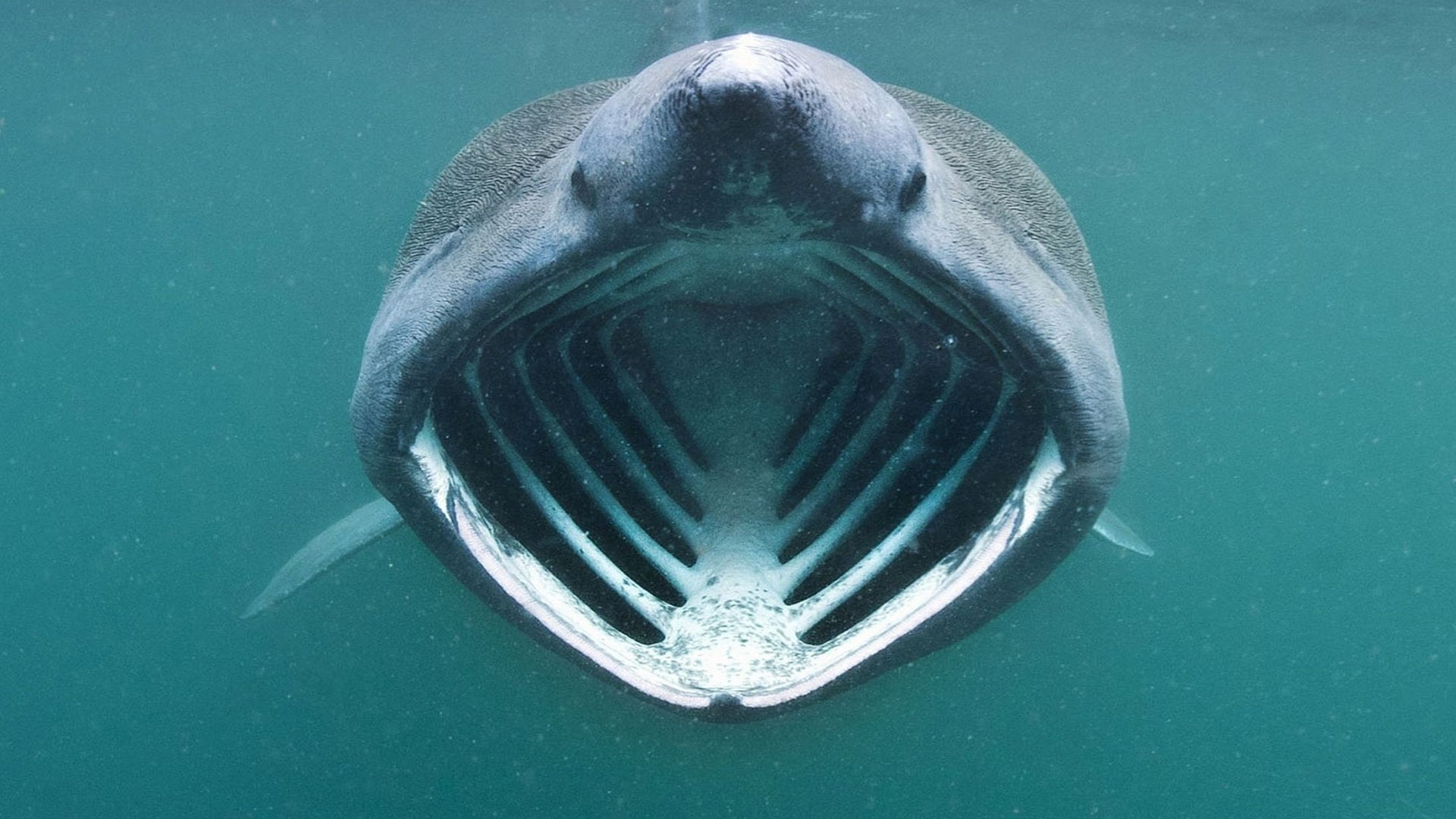 Animal, Basking Shark, 1080P, HD Wallpaper