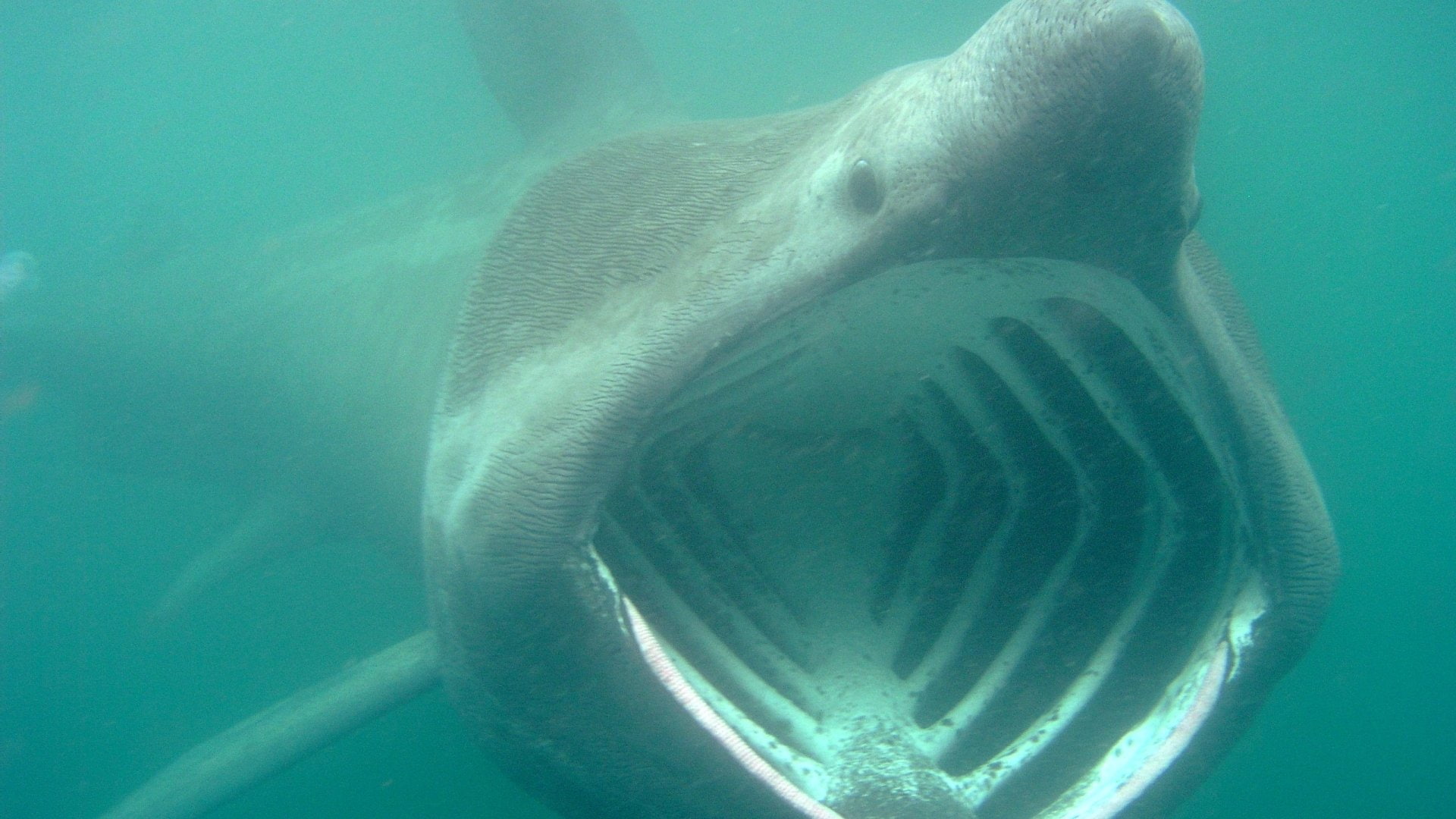 1080P, Basking Shark, Animal, HD Wallpaper