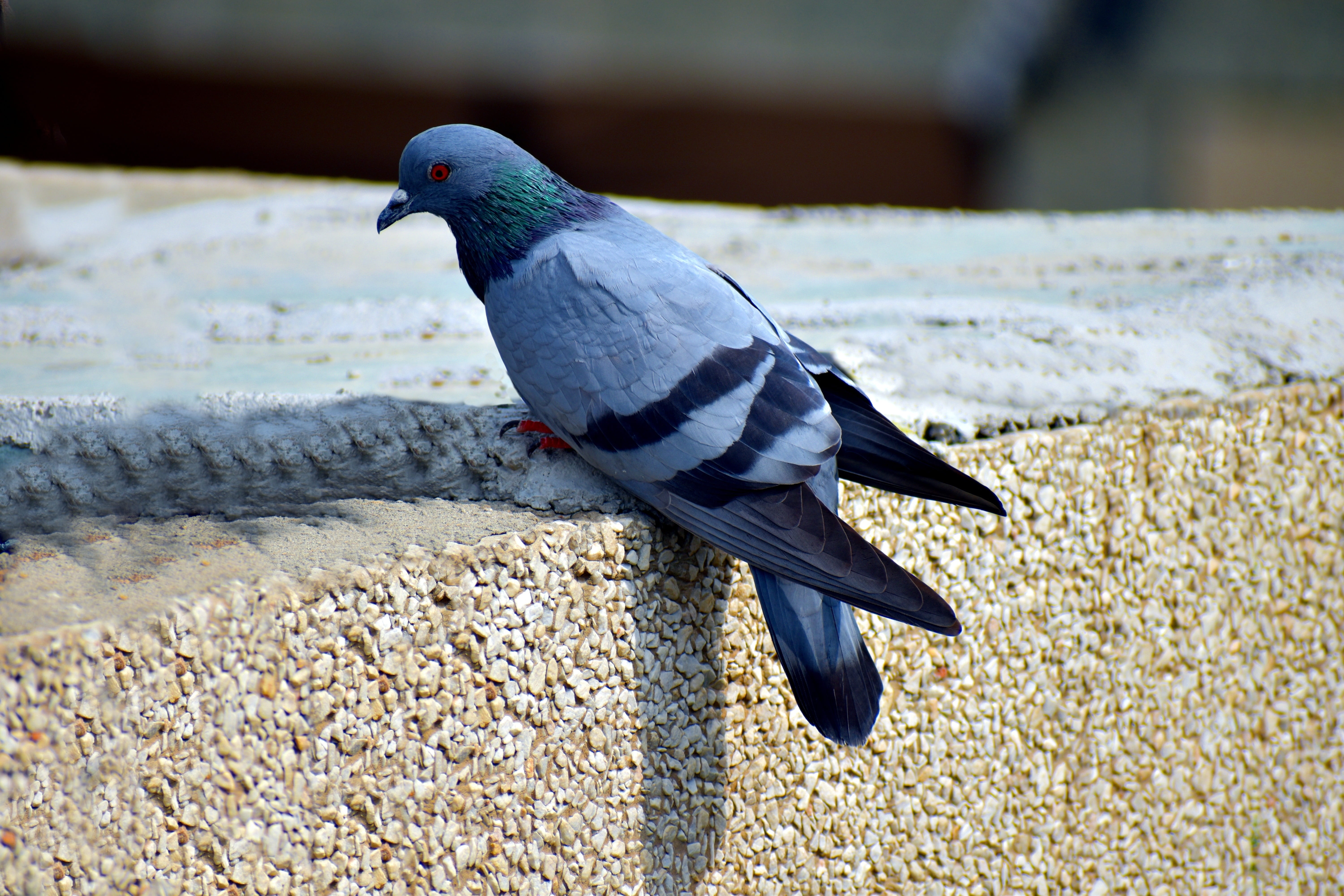 vertebrate, side view, feral pigeon, one animal, animals in the wild, no people, bird, basking in sun, day, close-up, focus on foreground, animal wildlife, HD Wallpaper