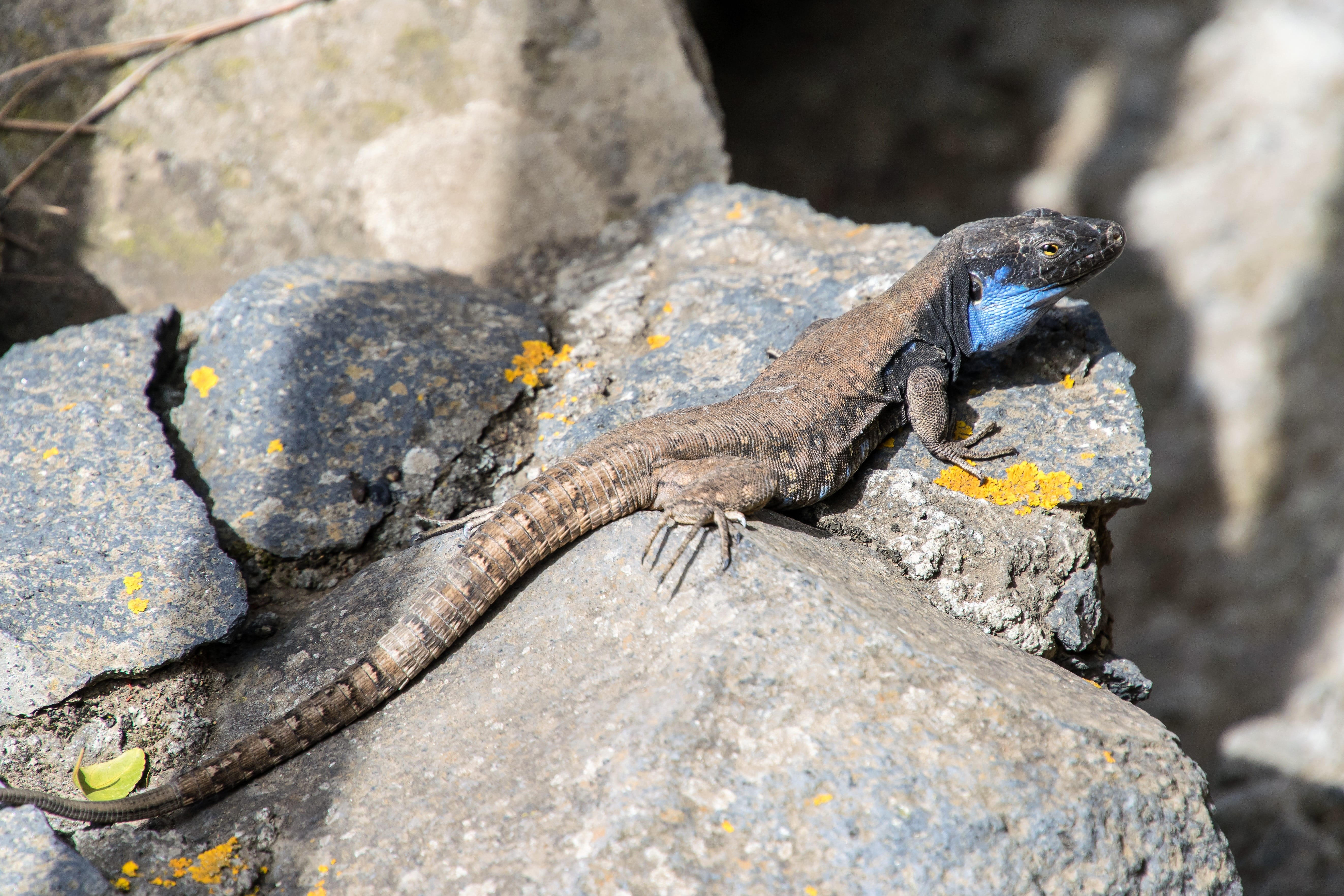 iguana, exotic, 5K, focus on foreground, vertebrate, stone - object, colorful, sun, gecko, animal wildlife, wildlife, day, no people, nature, one animal, HD Wallpaper